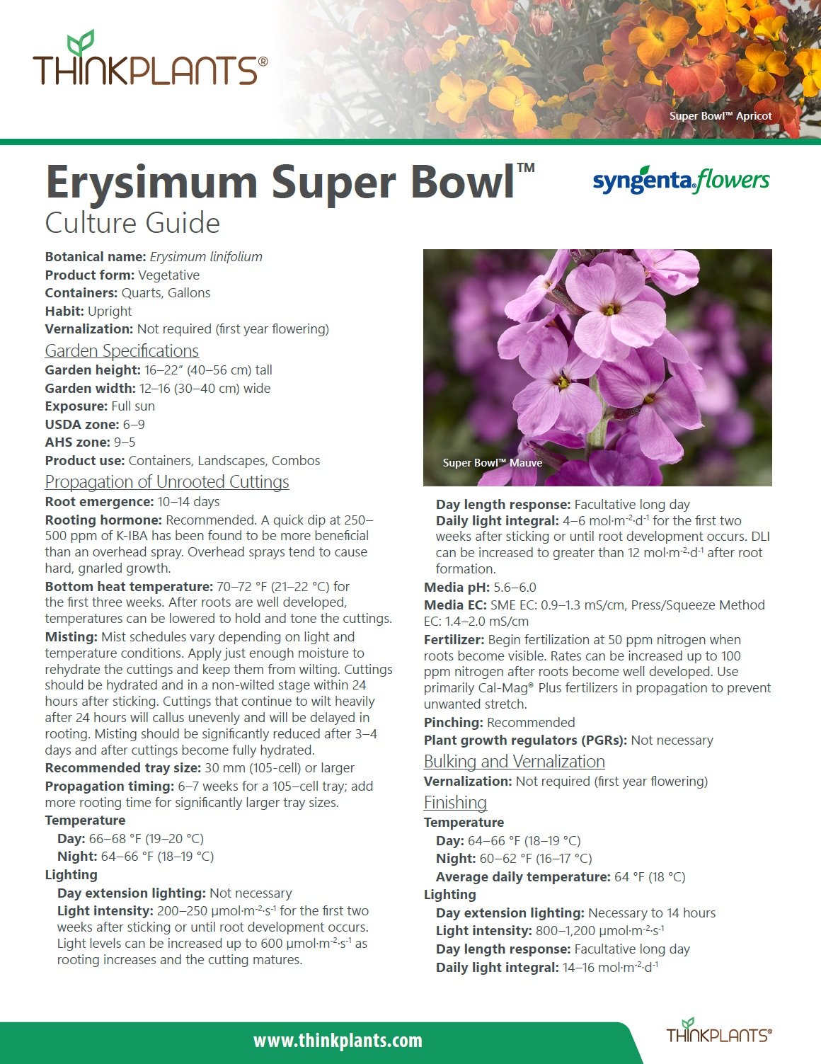 Echinacea Super Bowl™