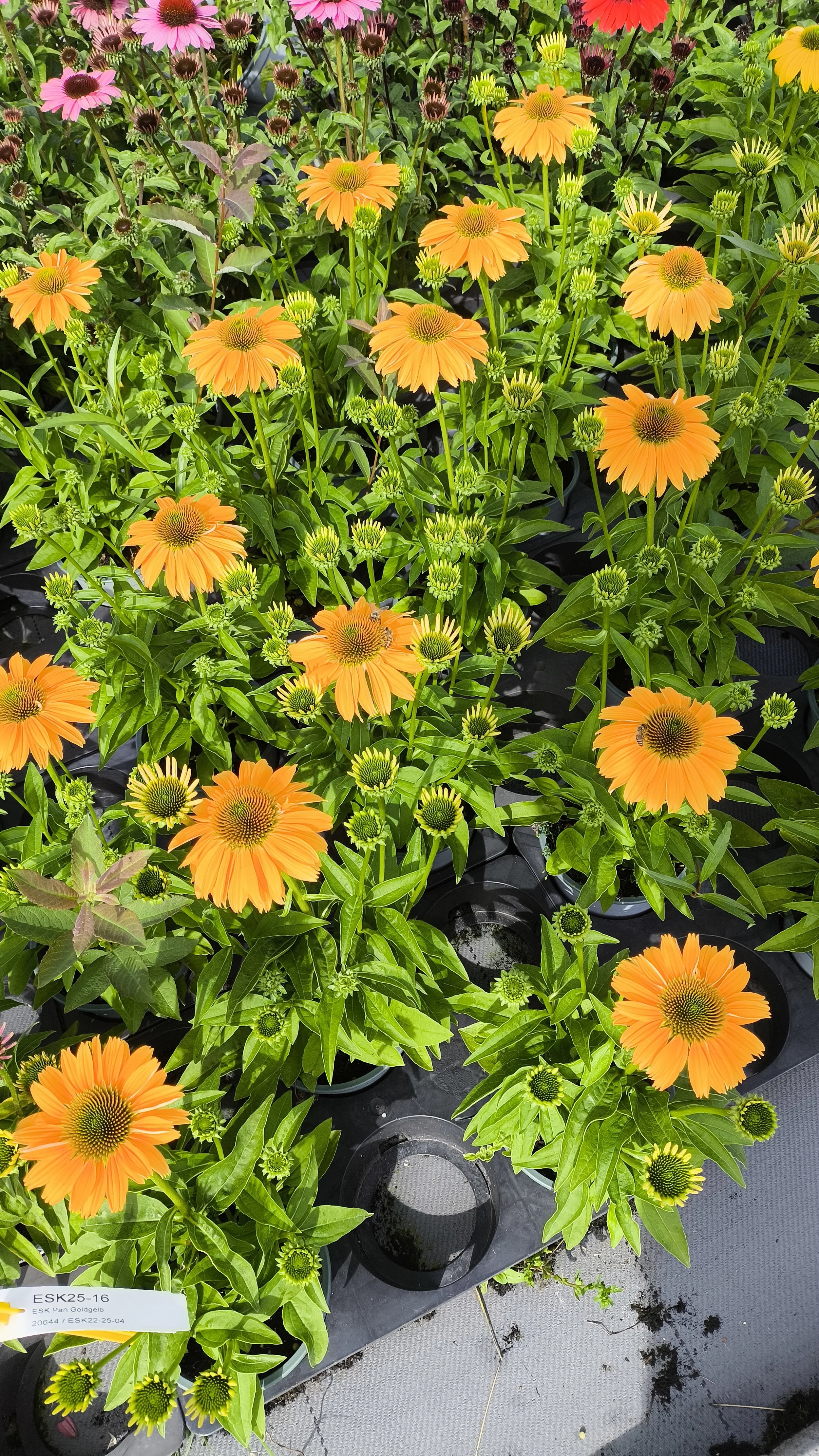 Echinacea purpurea PANAMA™ Yellow