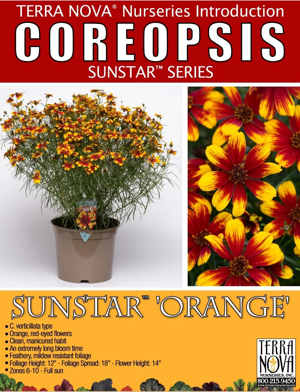 Coreopsis Sunstar™ Orange