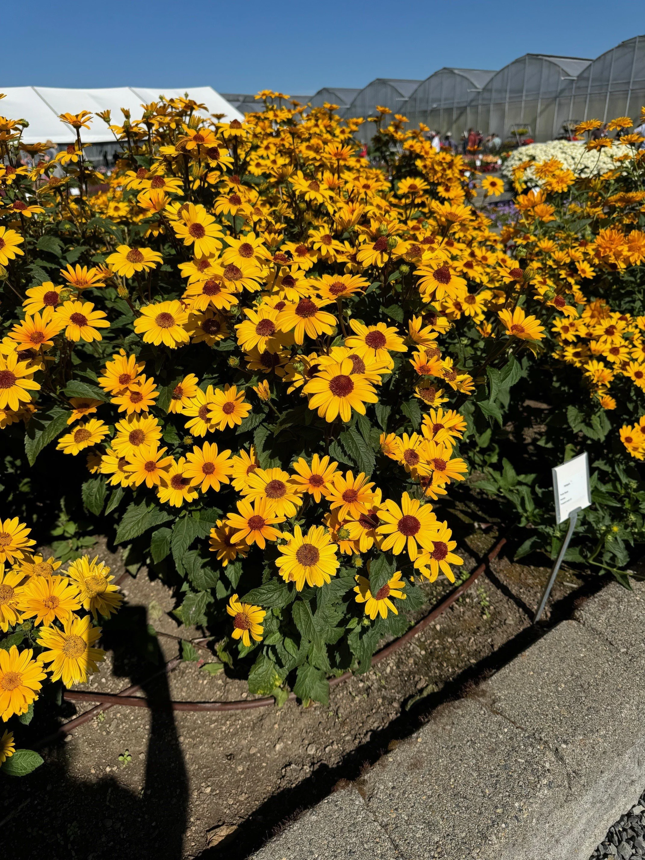 Heliopsis Punto Rosso - Kientzler - smith 2024.jpg