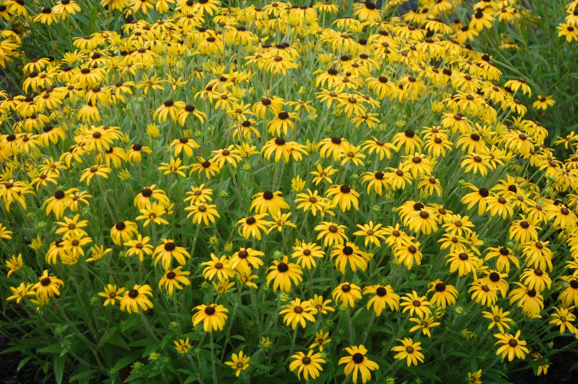 Rudbeckia American Gold