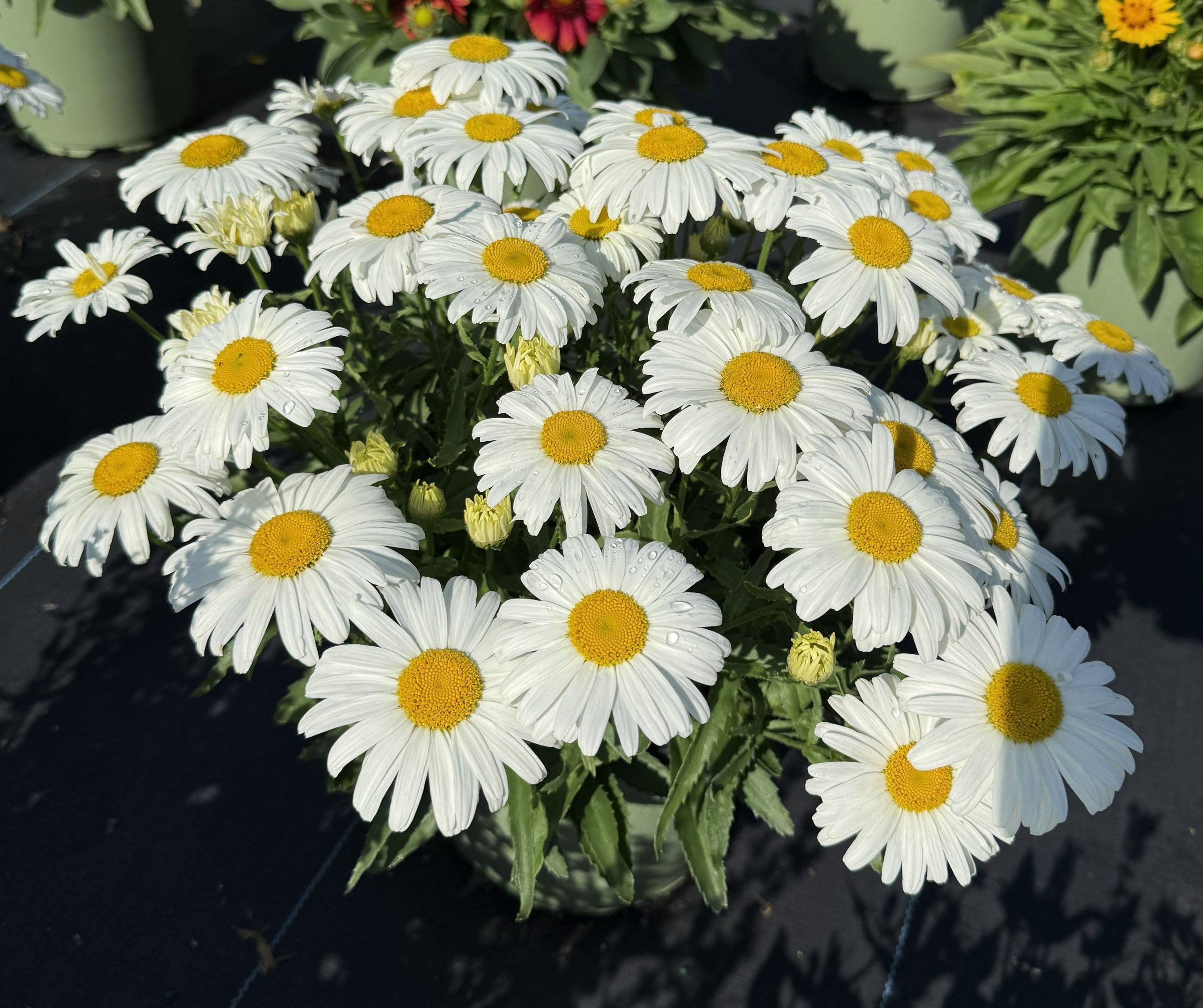 Leucanthemum Western Star Taurus Imp