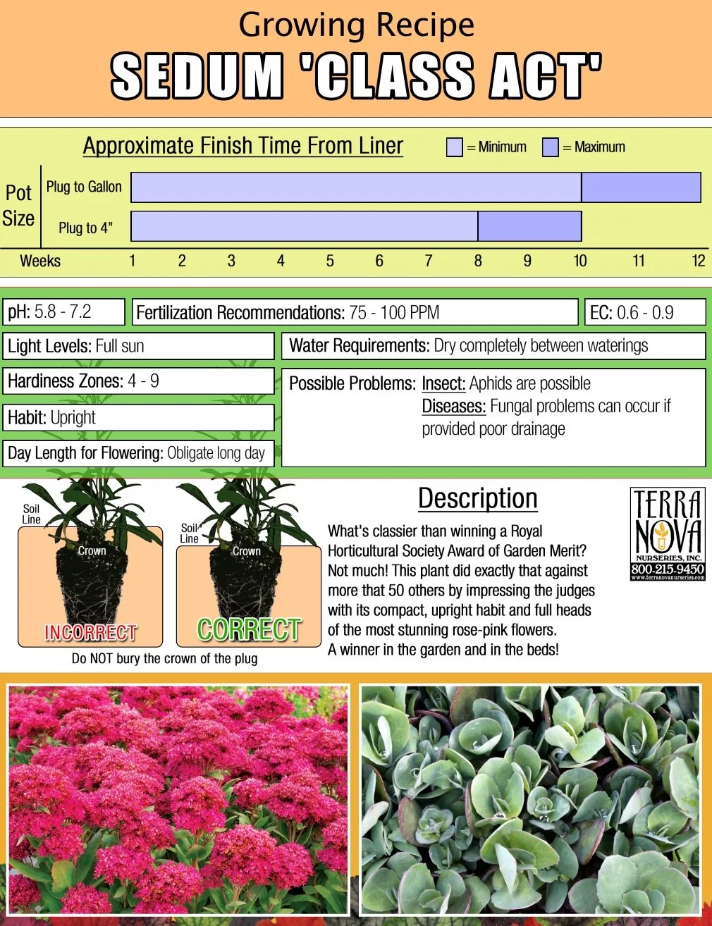 Sedum Class Act