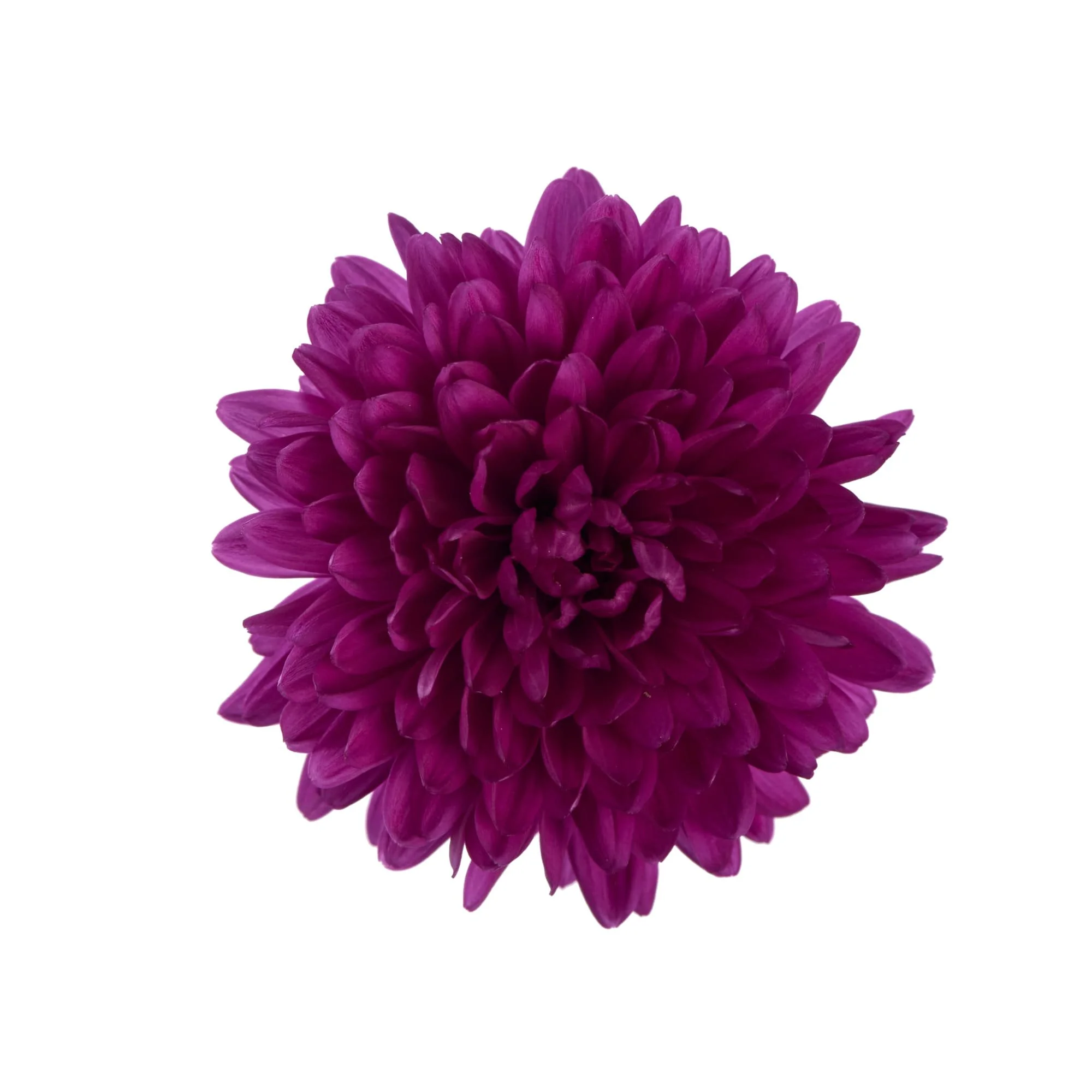 70110117-flower.jpg