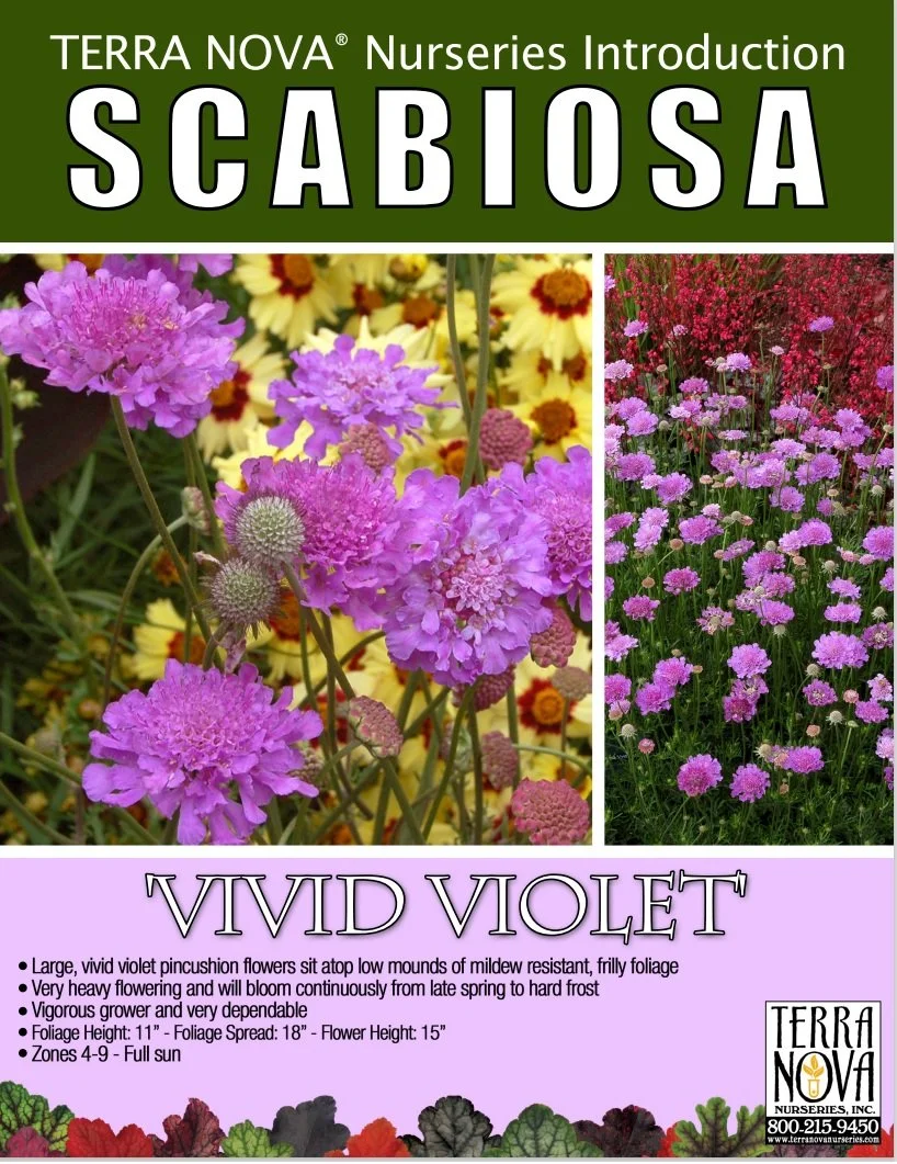 Scabiosa Vivid Violet