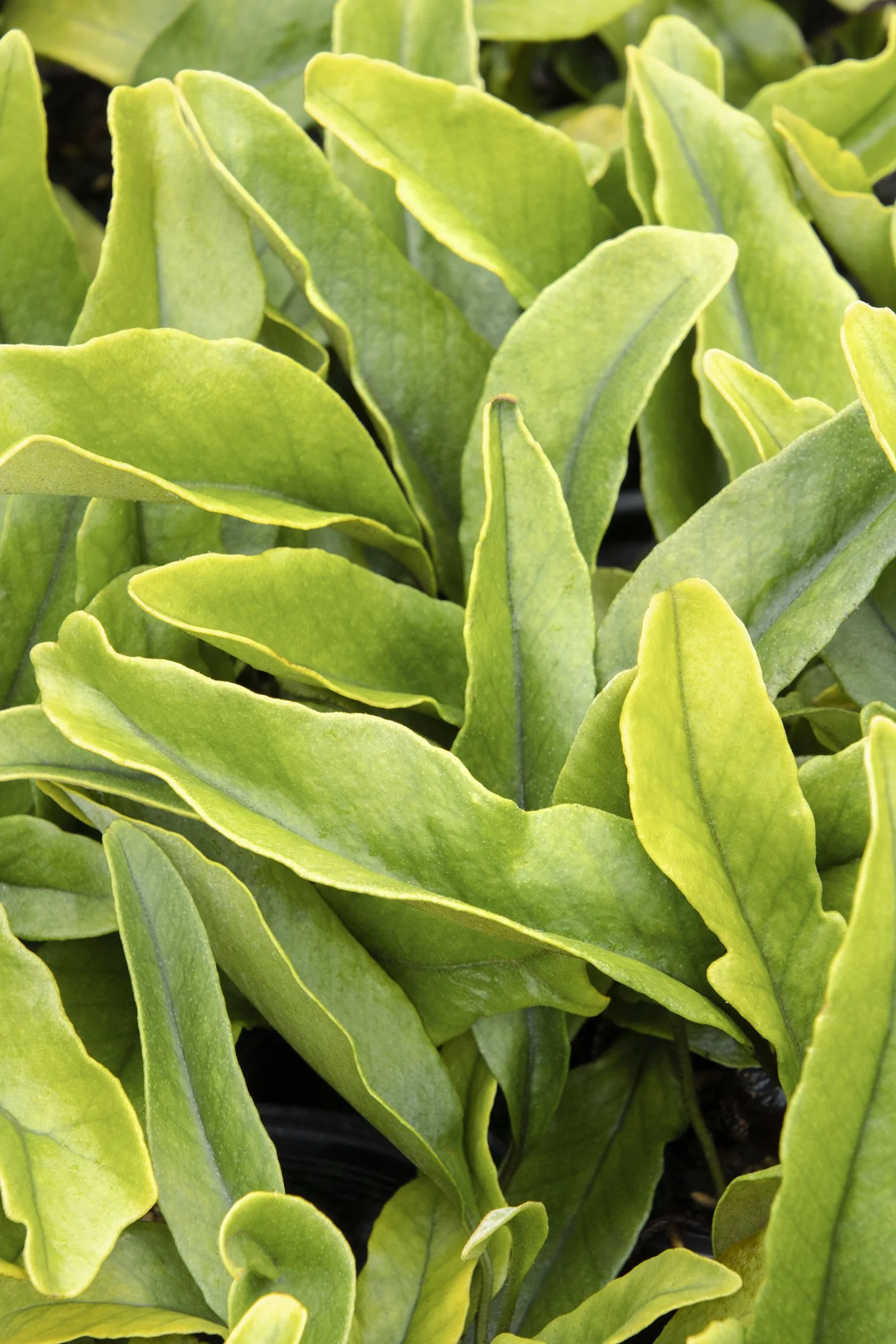 Jurassic™ Brontosaurus Tongue Fern