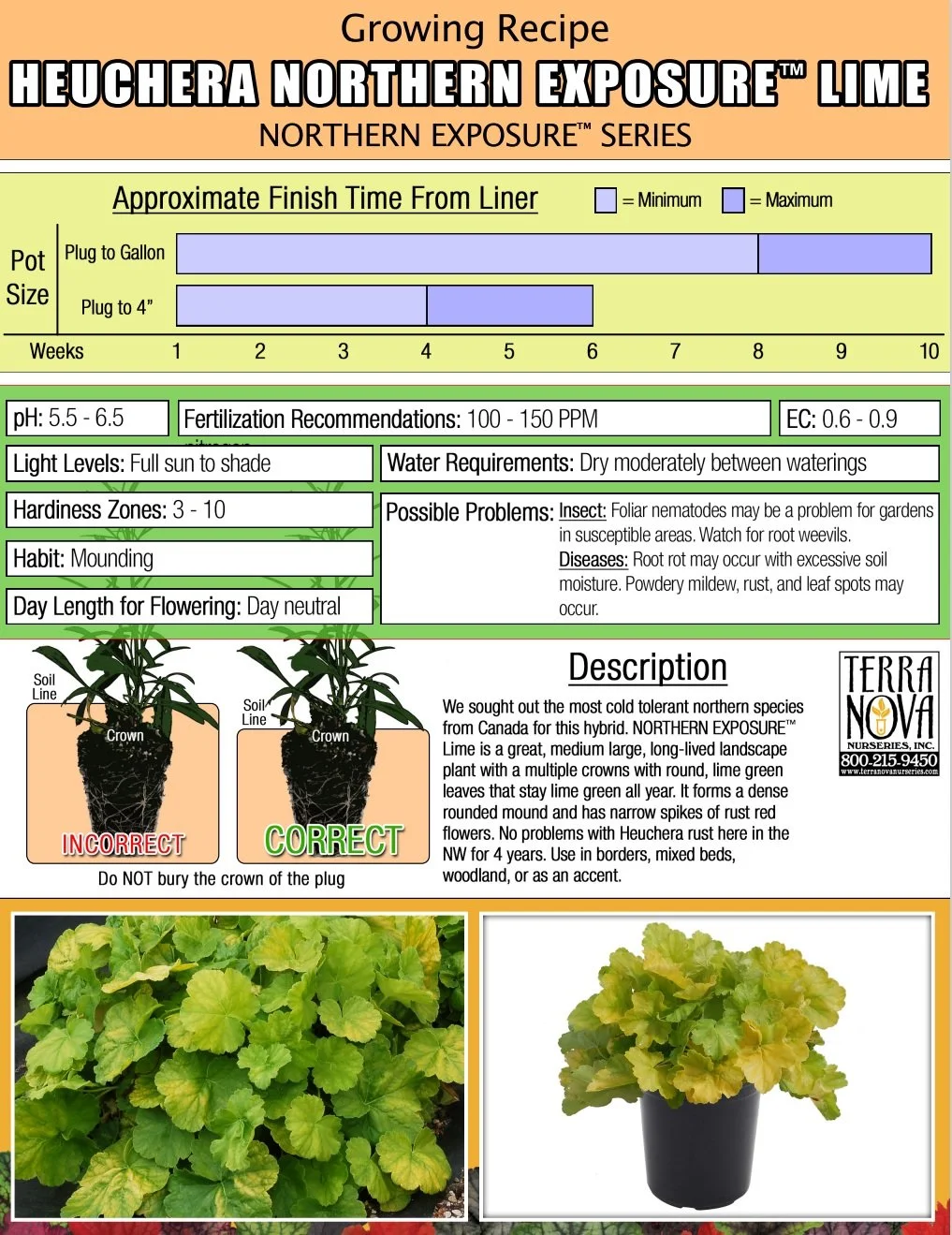 Heuchera Northern Exposure™ Lime