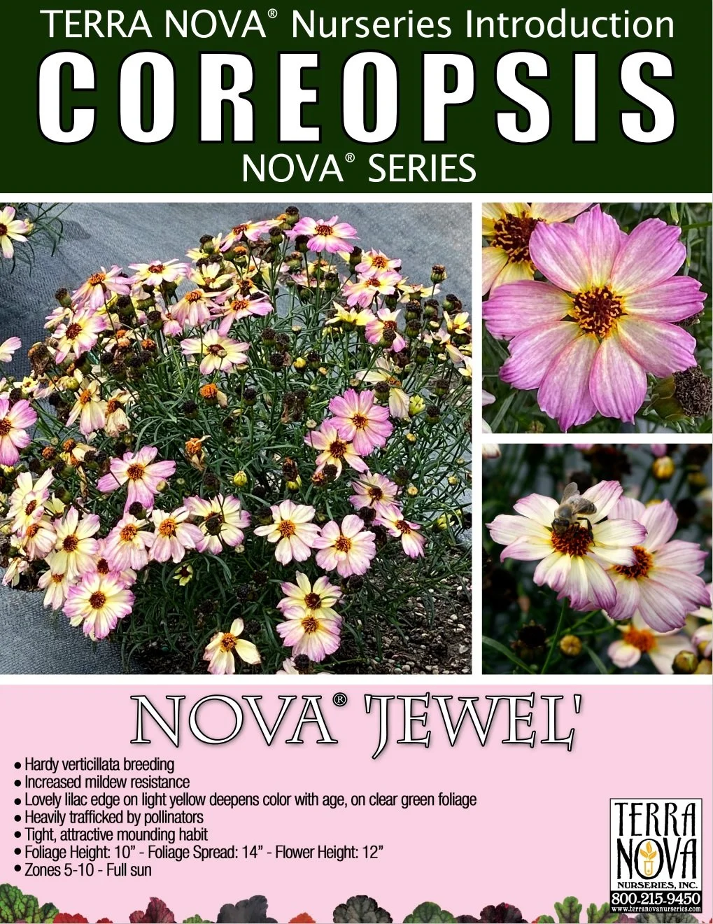 Coreopsis NOVA® Jewel