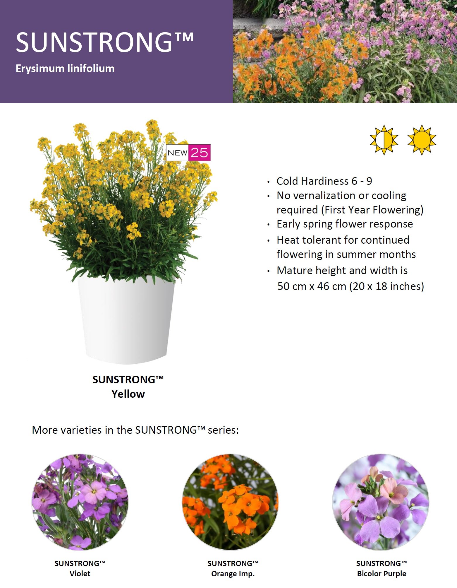 Erysimum Sunstrong™