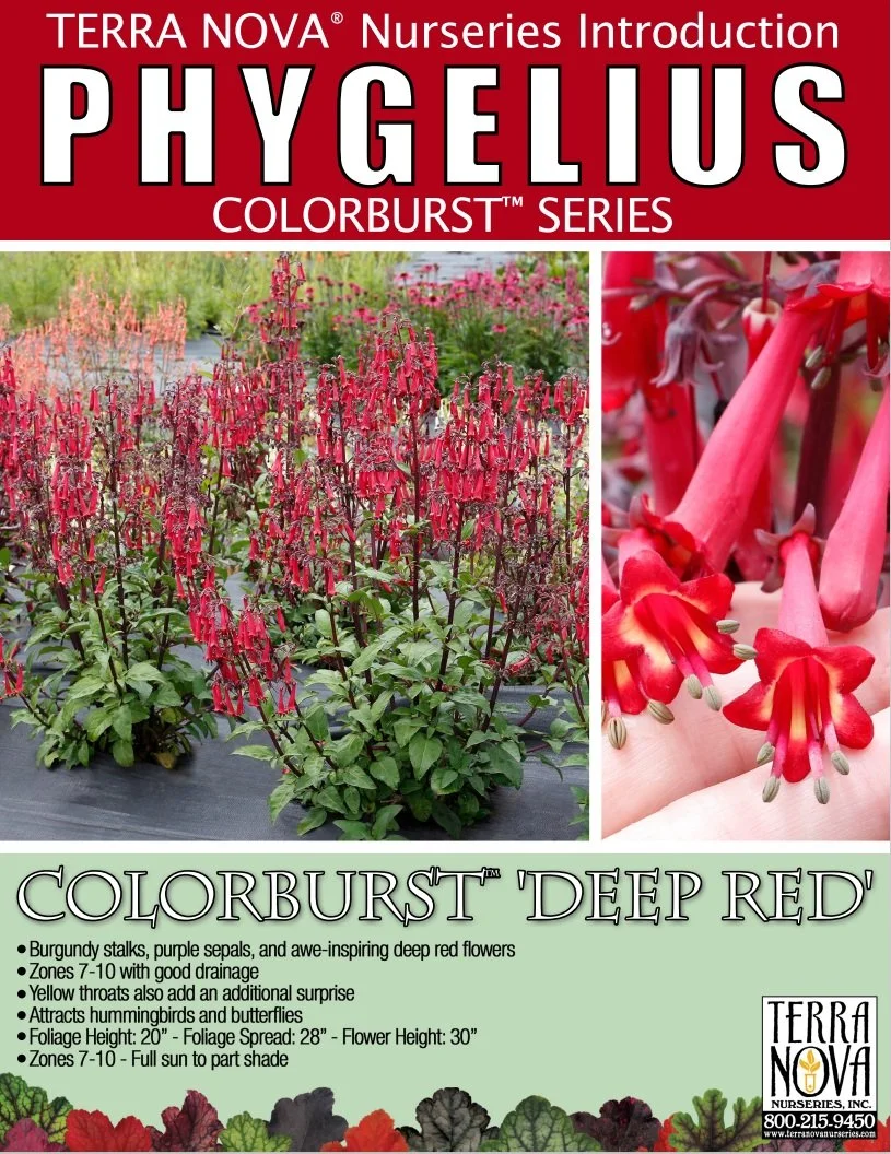 Phygelius Colorburst™ Deep Red