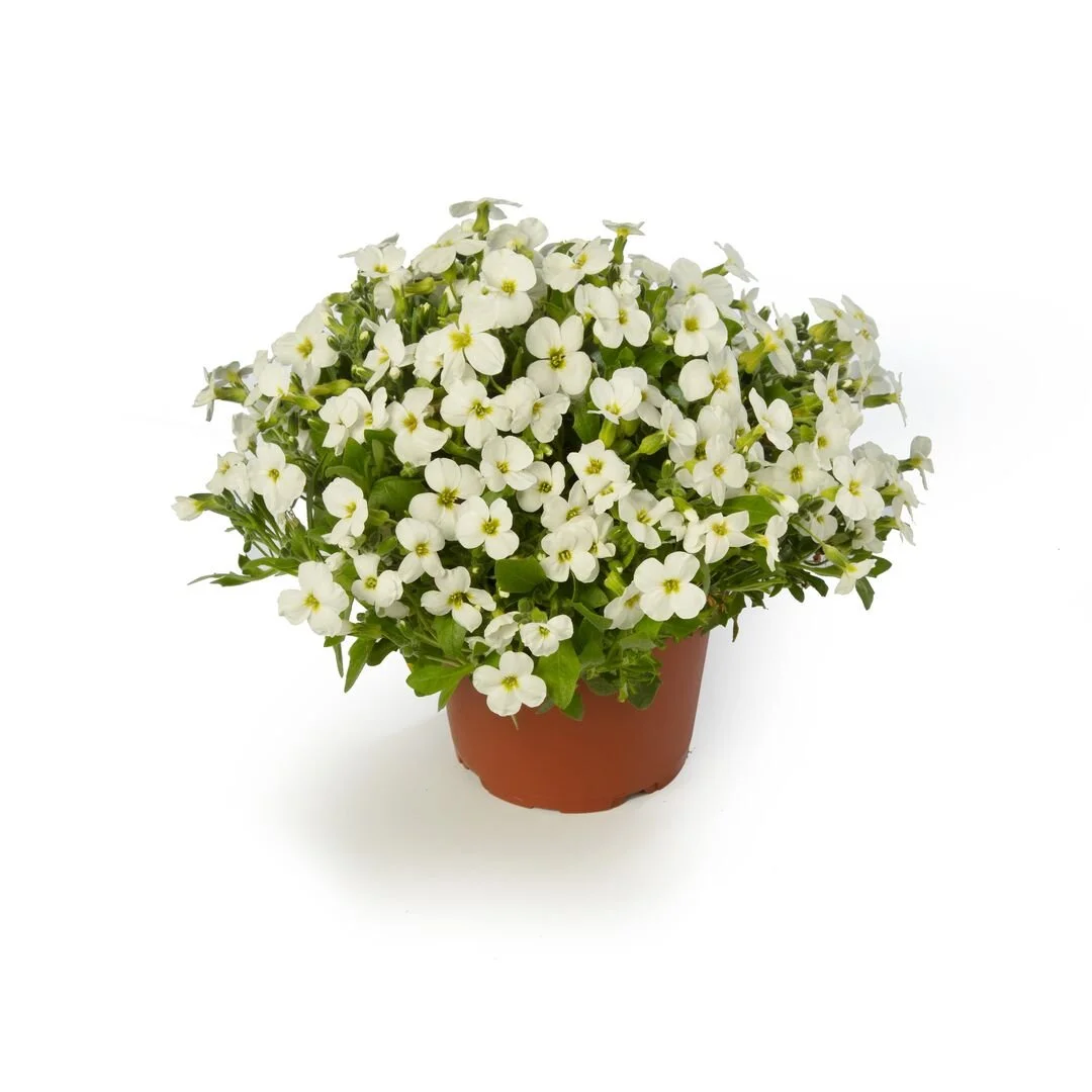 Aubrieta hybrida Axcent™ White Imp