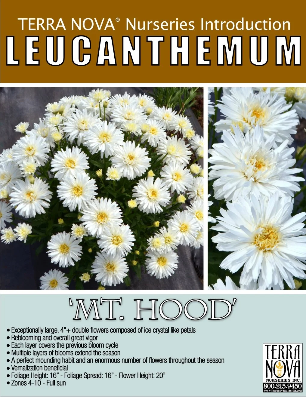 Leucanthemum Mt. Hood