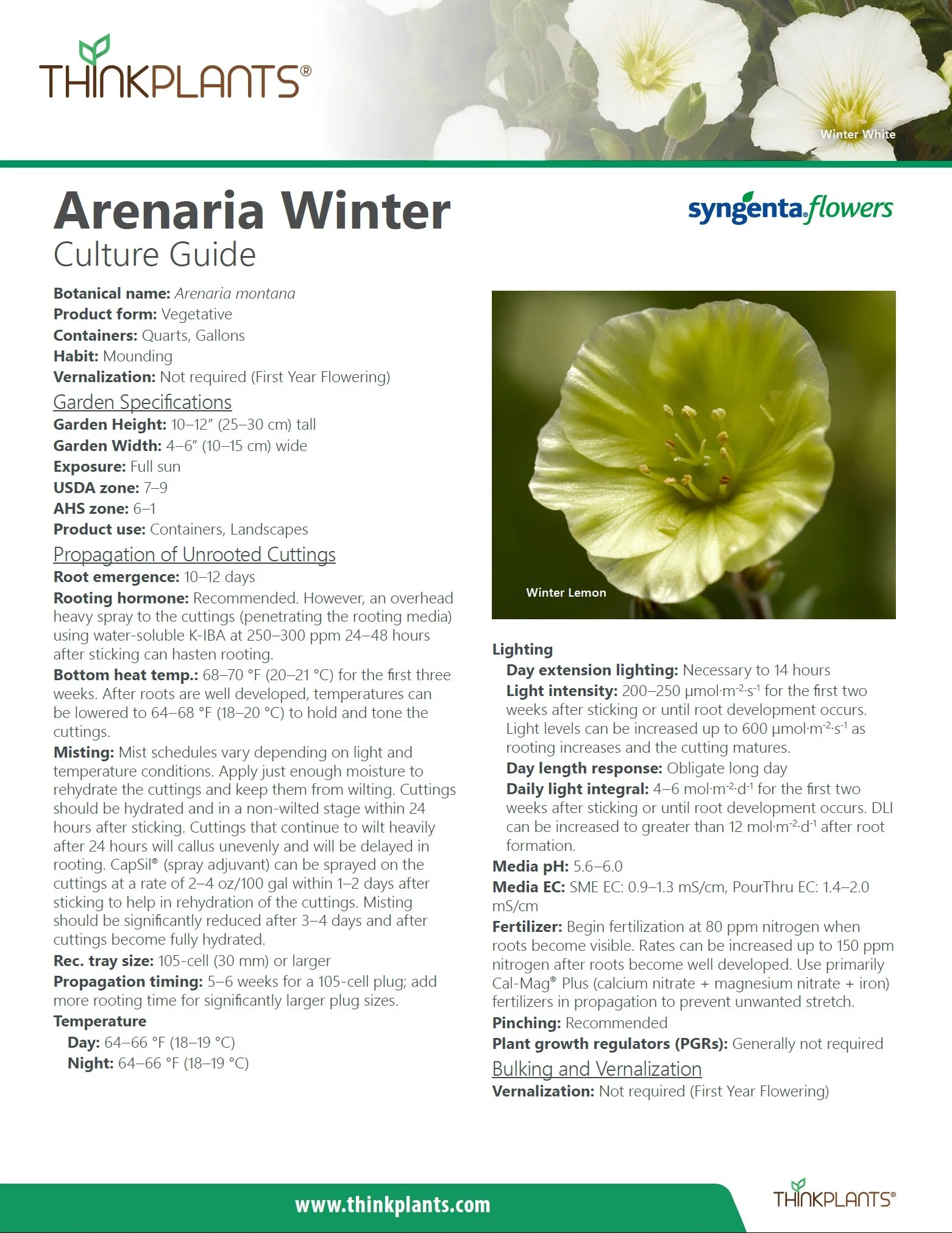 Arenaria Winter Series