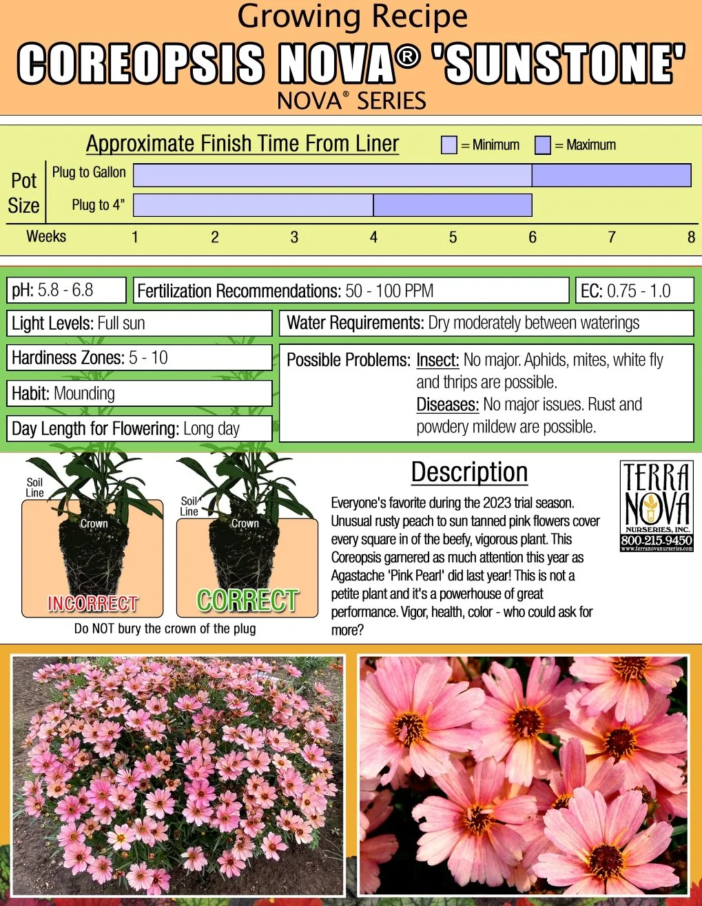 Coreopsis NOVA® Sunstone