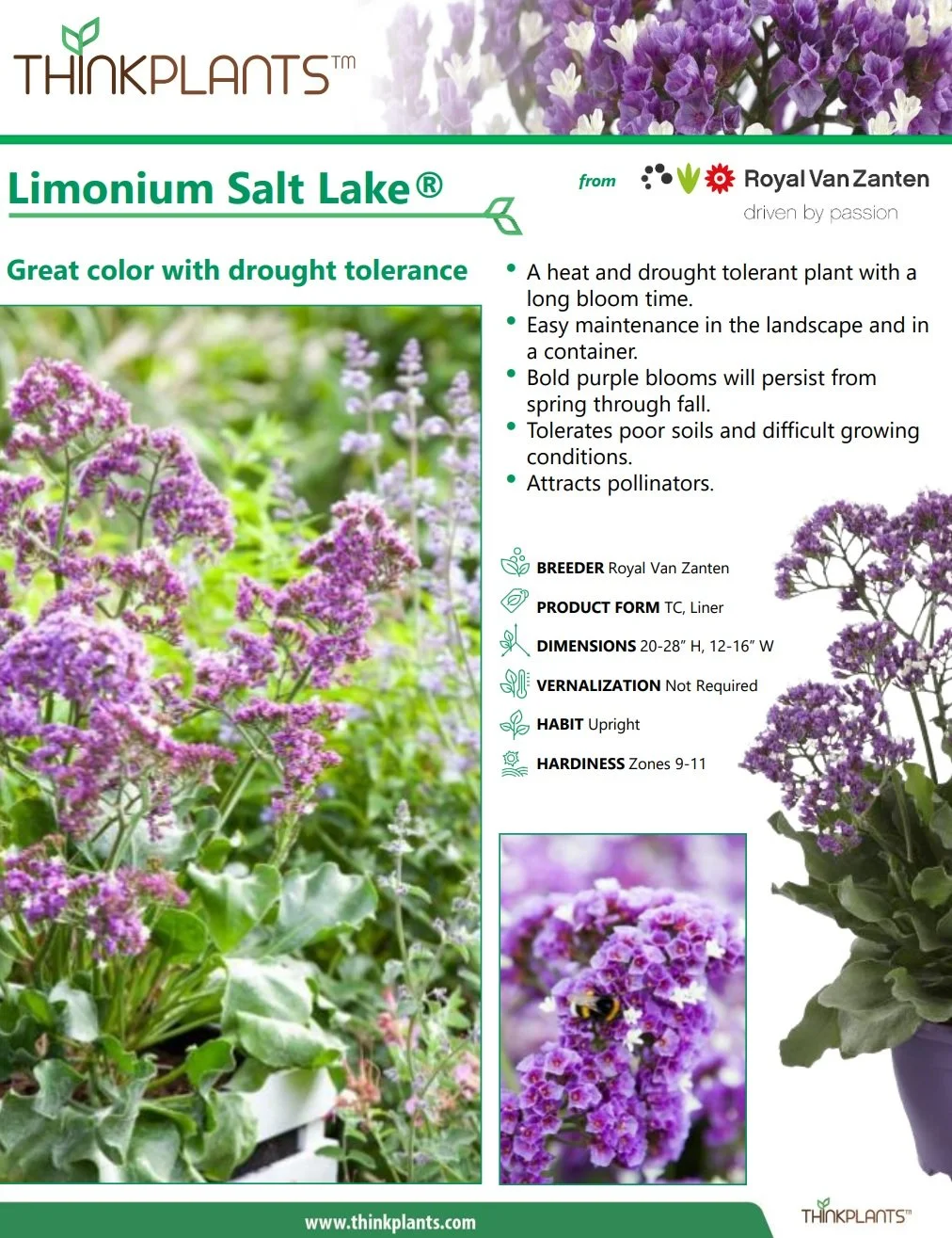 Limonium Salt Lake®
