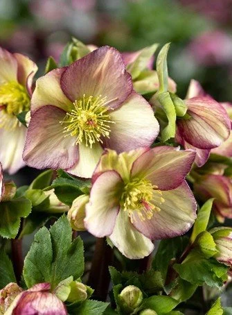 Helleborus INR Purple Sunrise - Heuger - closeup.jpg