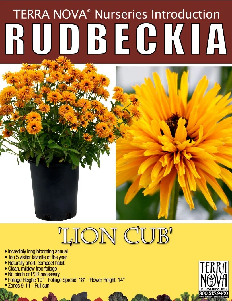 Rudbeckia Lion Cub