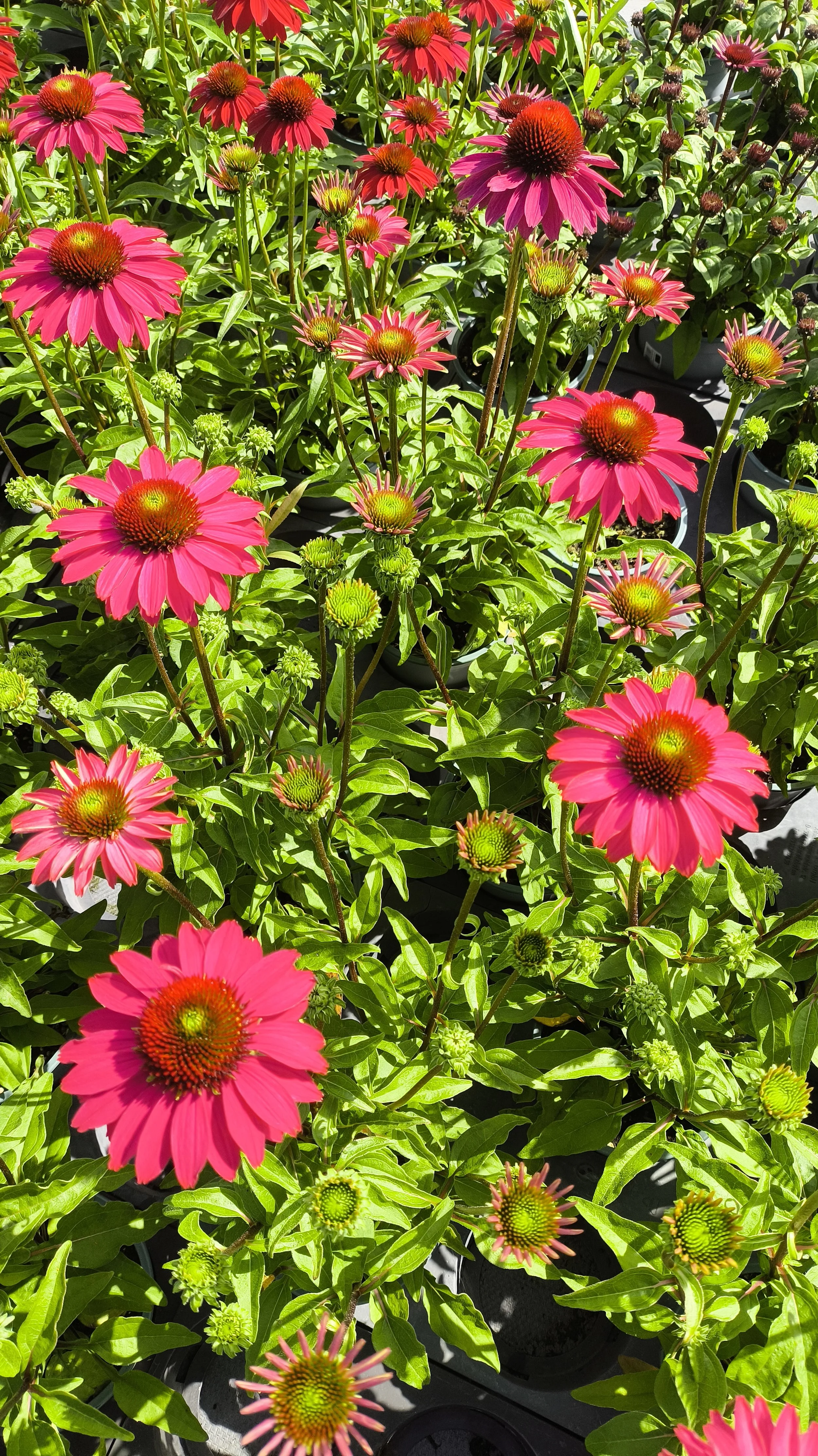 ESK22-23-02 Neon Pink.jpg