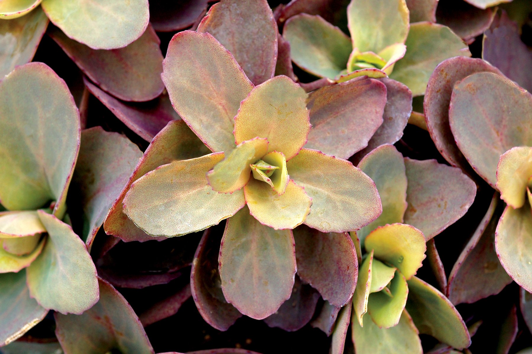 Sedum-Dynomite-3.jpg