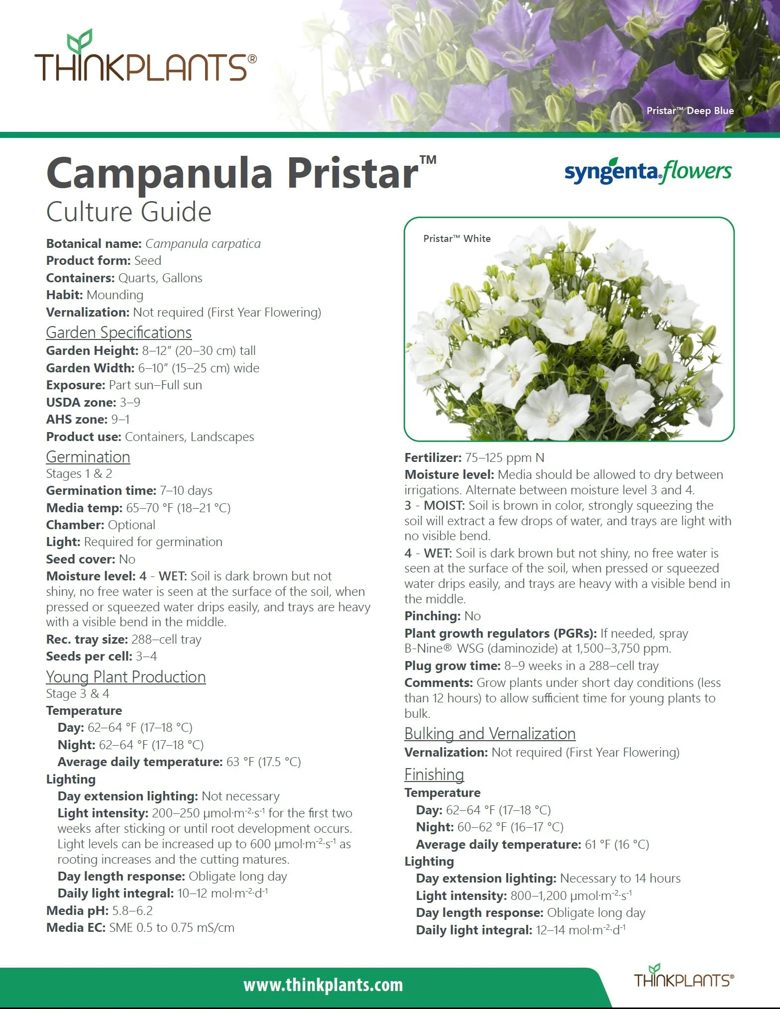 Campanula Pristar™