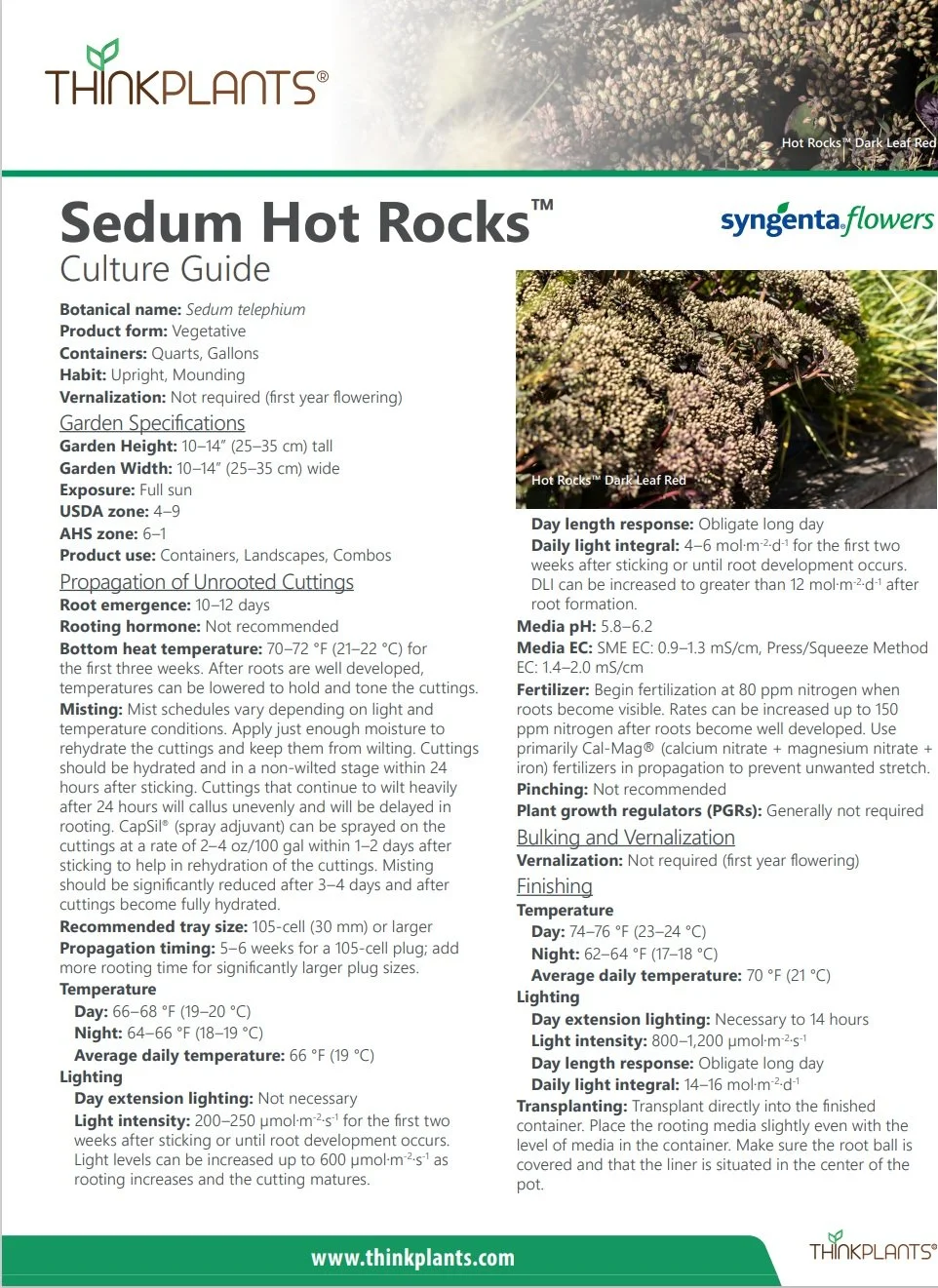 Sedum Hot Rocks™