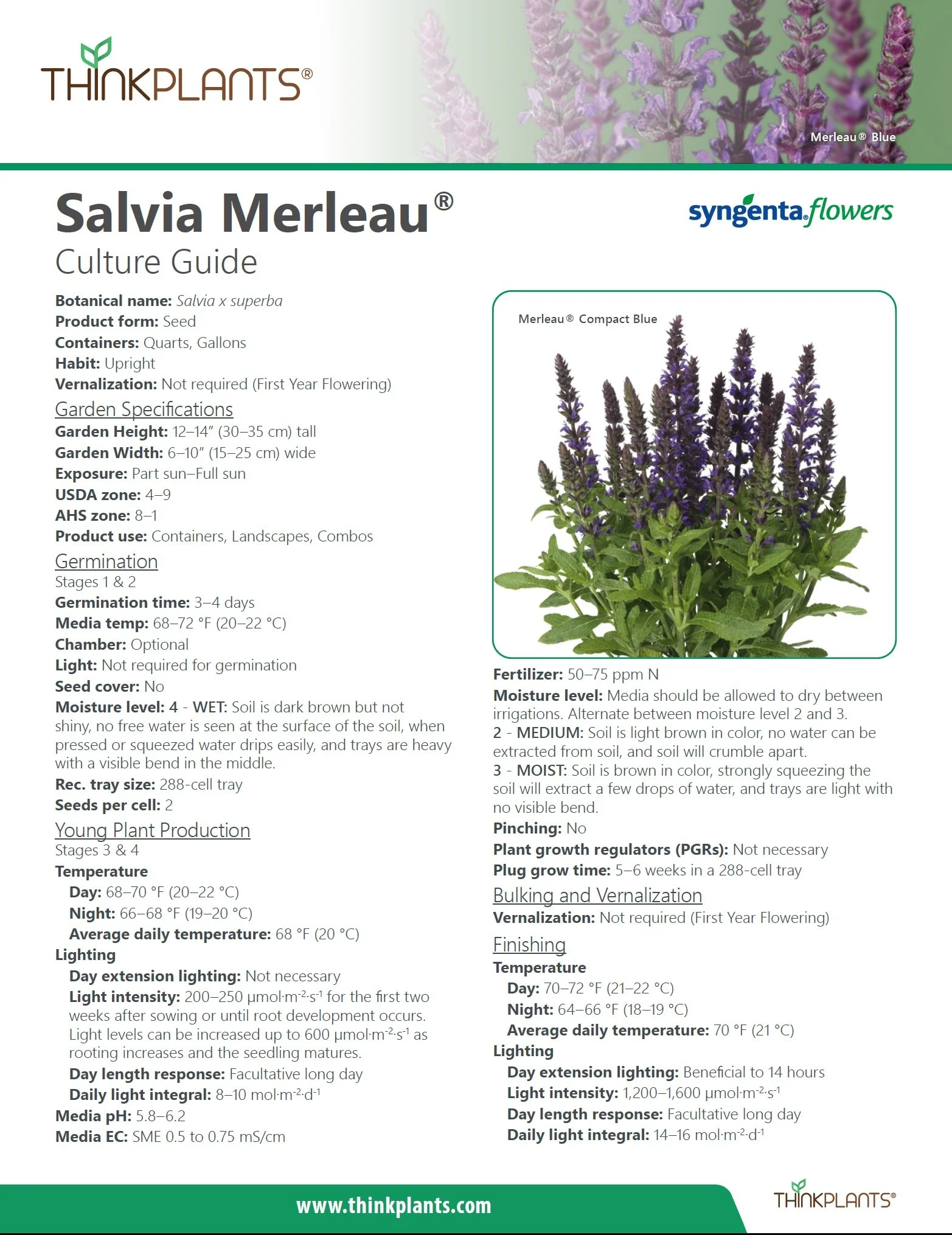 Salvia Merleau™