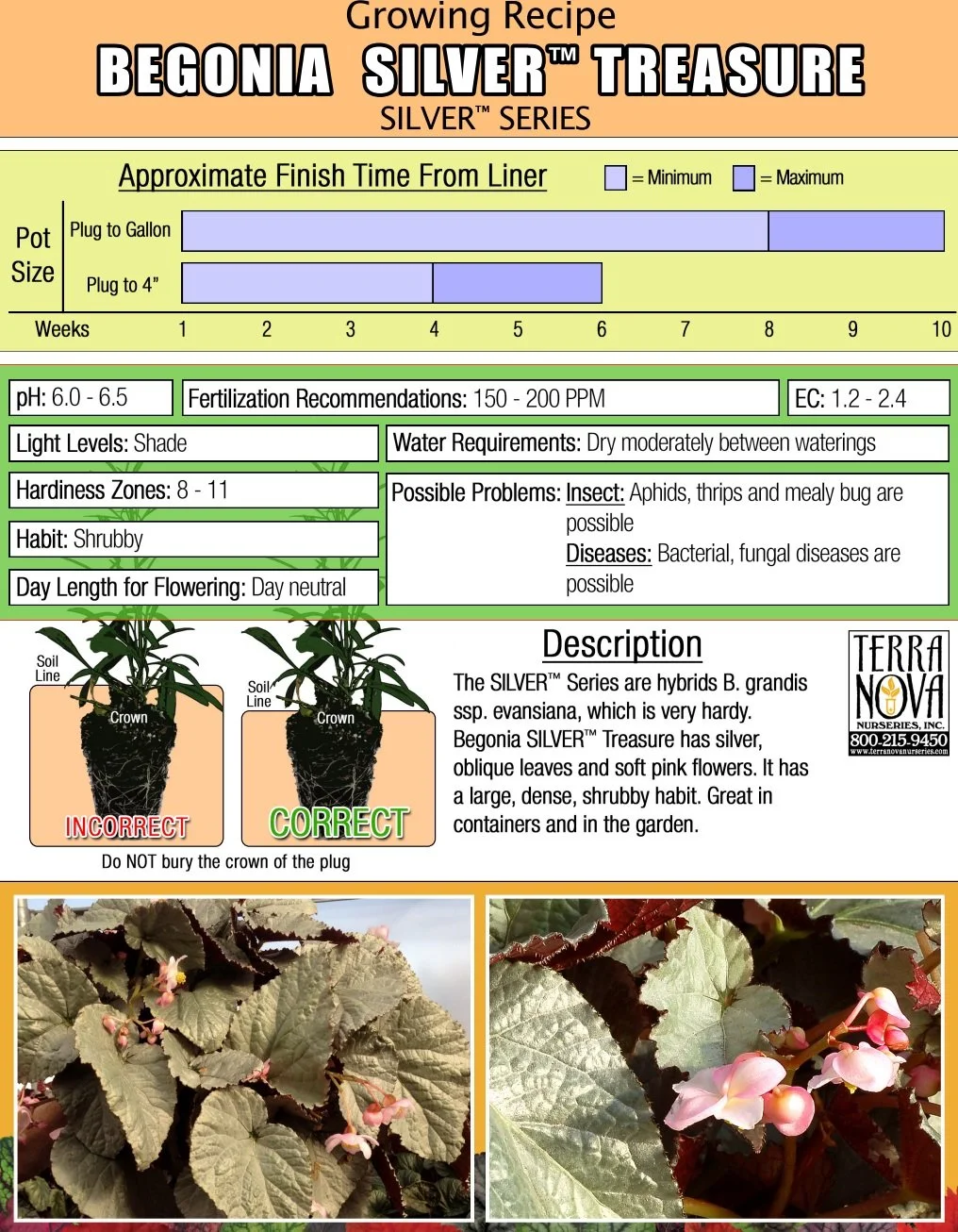 Begonia Silver™ Treasure
