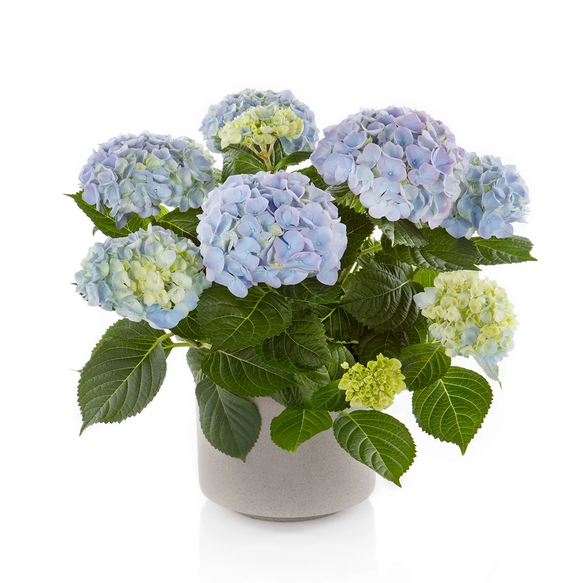 Hydrangea macrophylla HI River — ThinkPlants