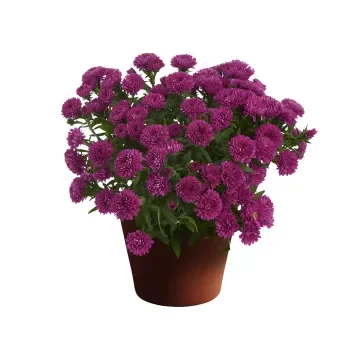 Aster Showmakers® Magenta