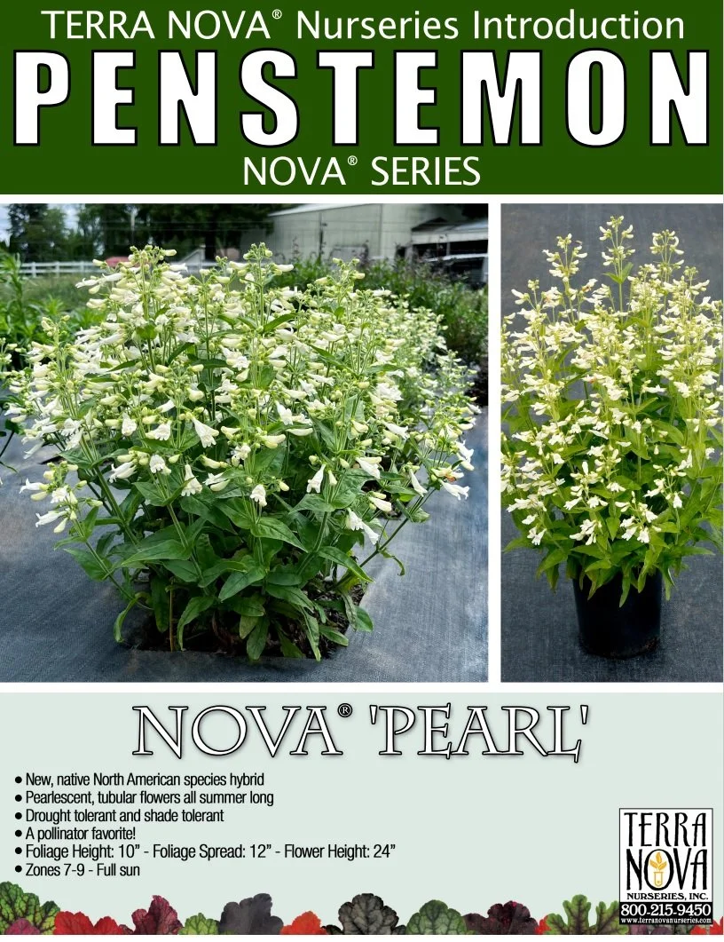 Penstemon NOVA® Pearl