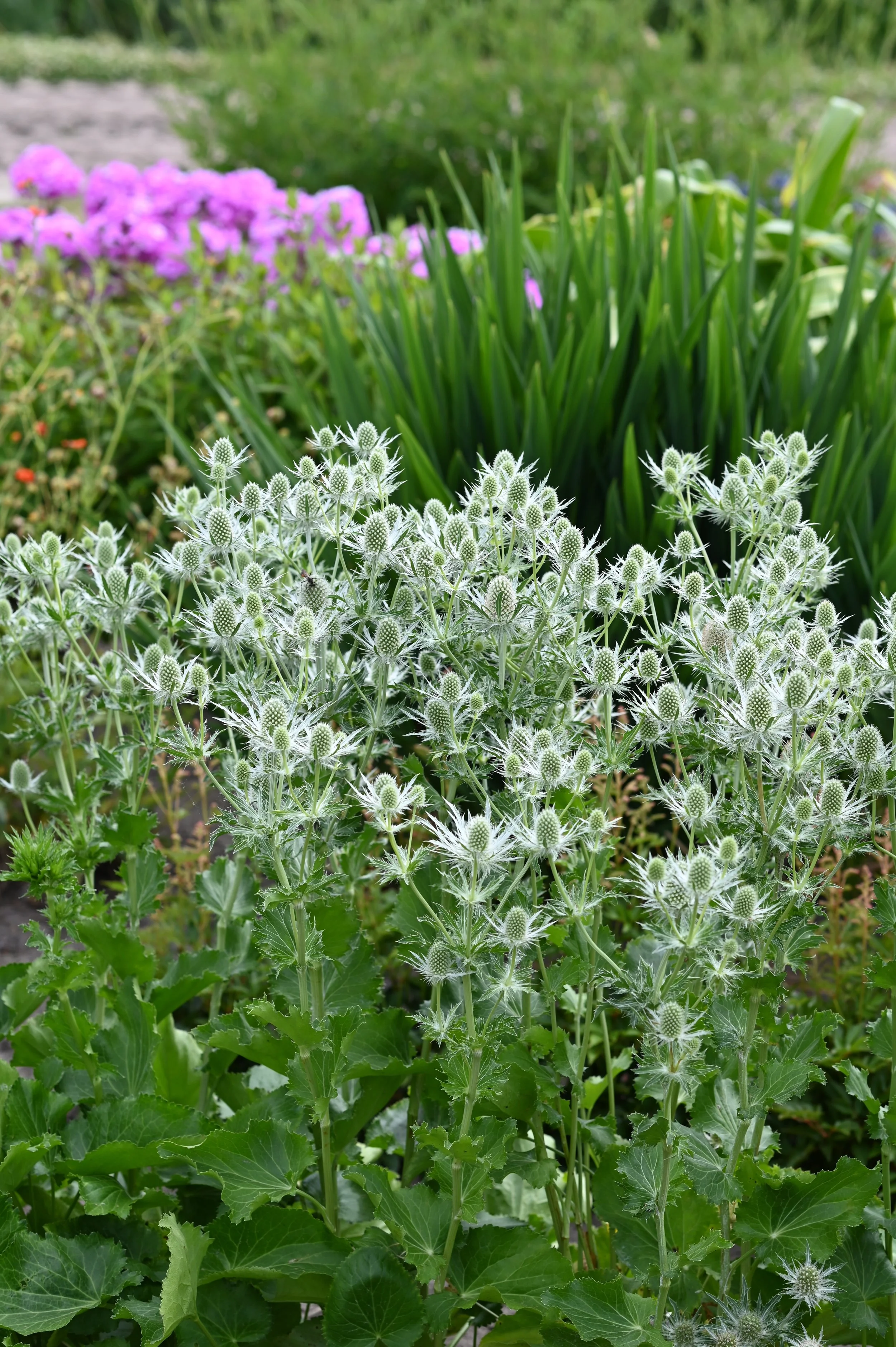 Eryngium White Lagoon 2023.JPG