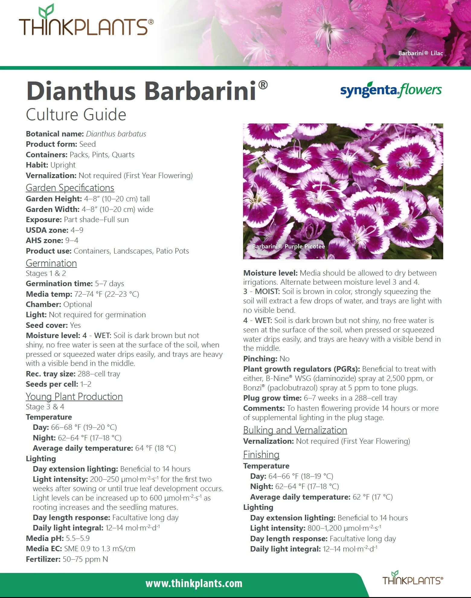 Dianthus Barbarini™
