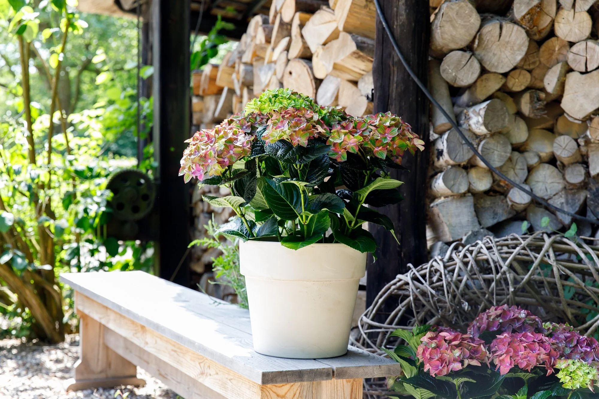 Hydrangea BloomChampion® Rosso Glory