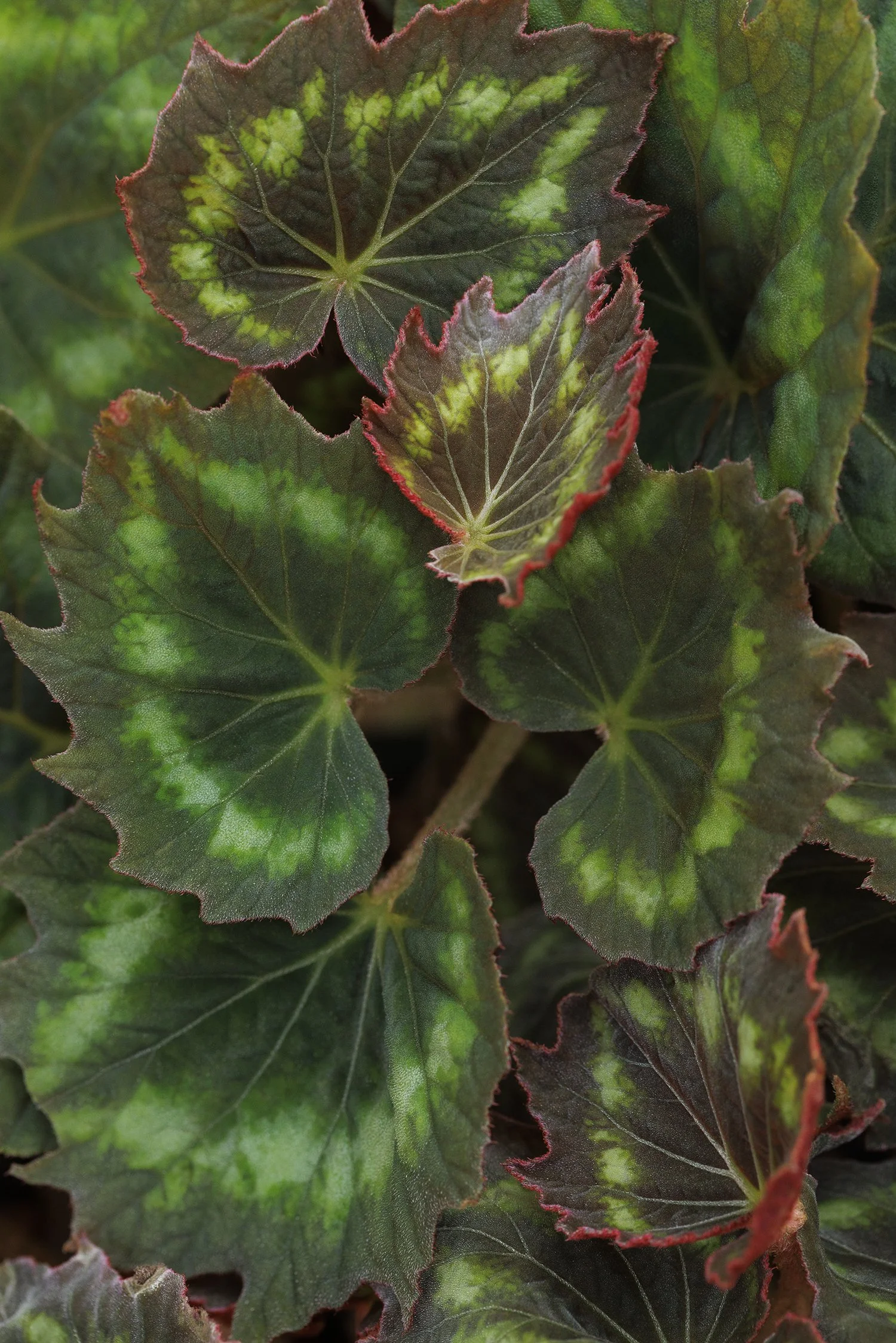 Begonia Tectonic® Asteroid