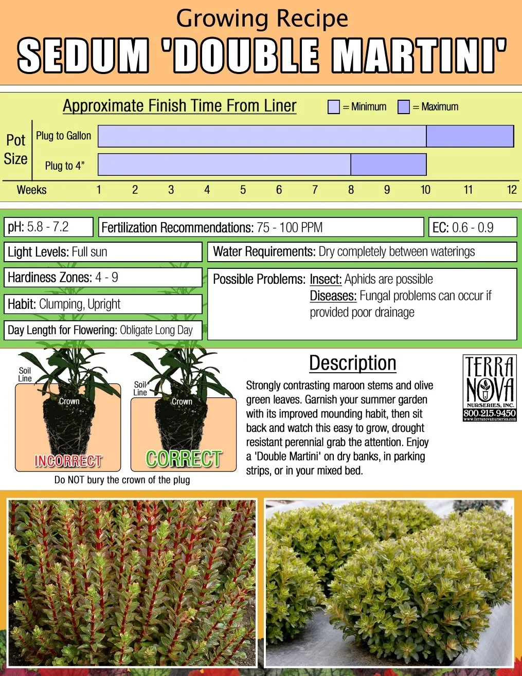Sedum Double Martini