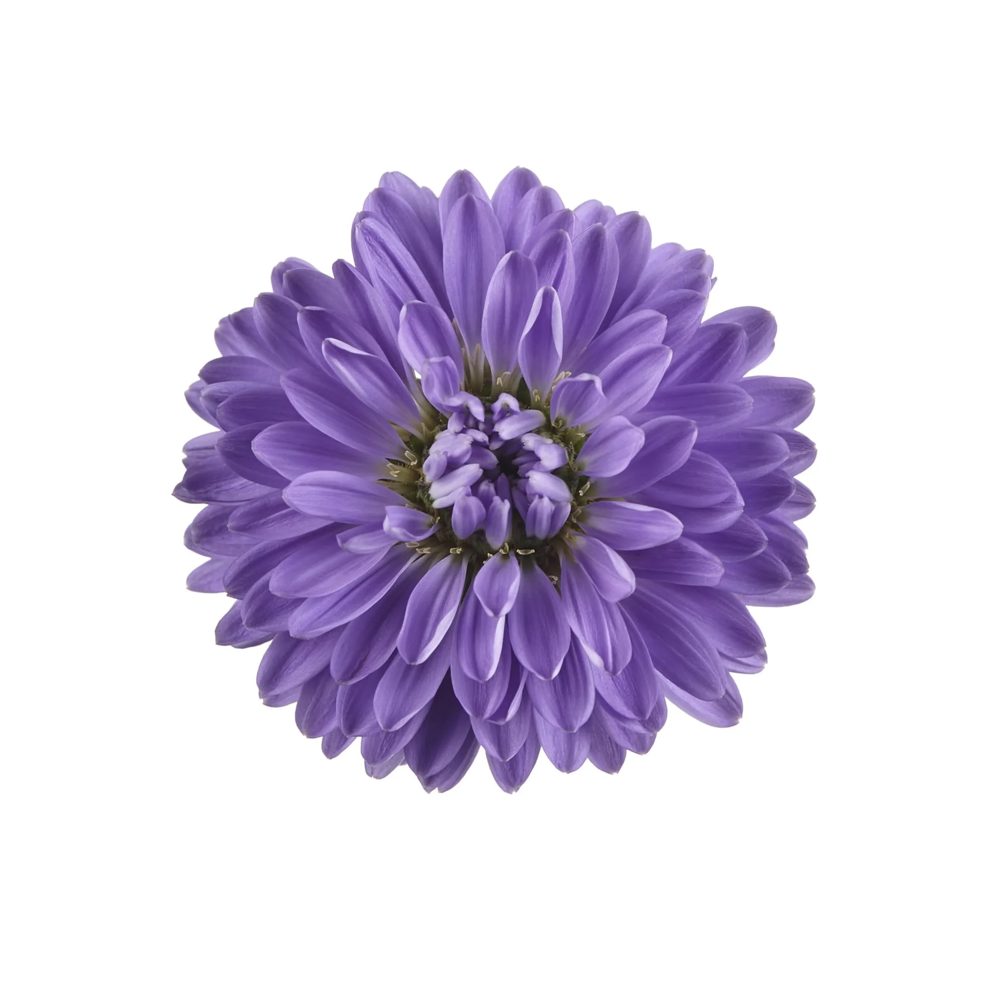 70089412-flower (1).jpg