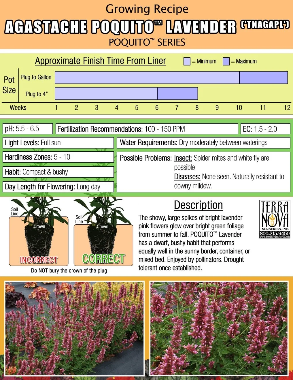 Agastache Poquito™ Lavender