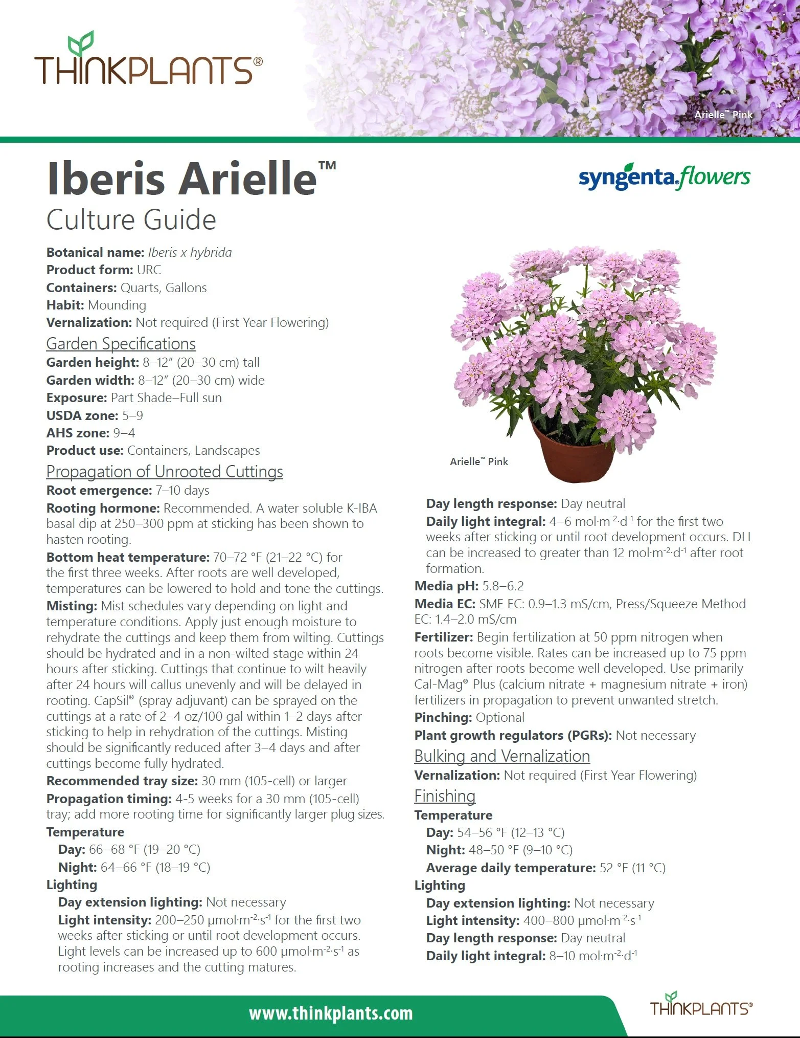 Iberis Arielle™
