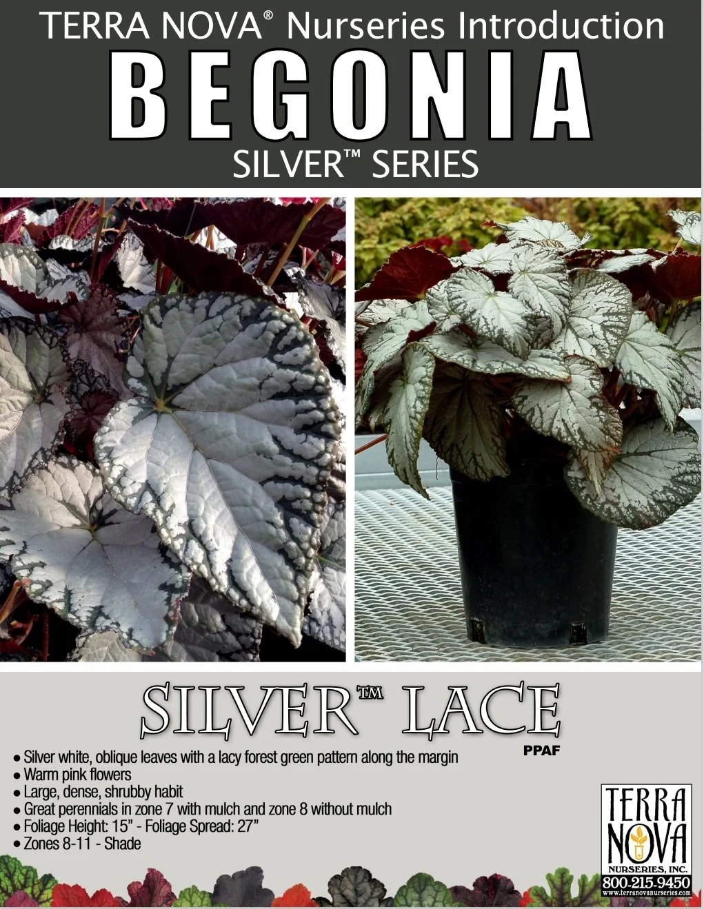 Begonia Silver™ Lace