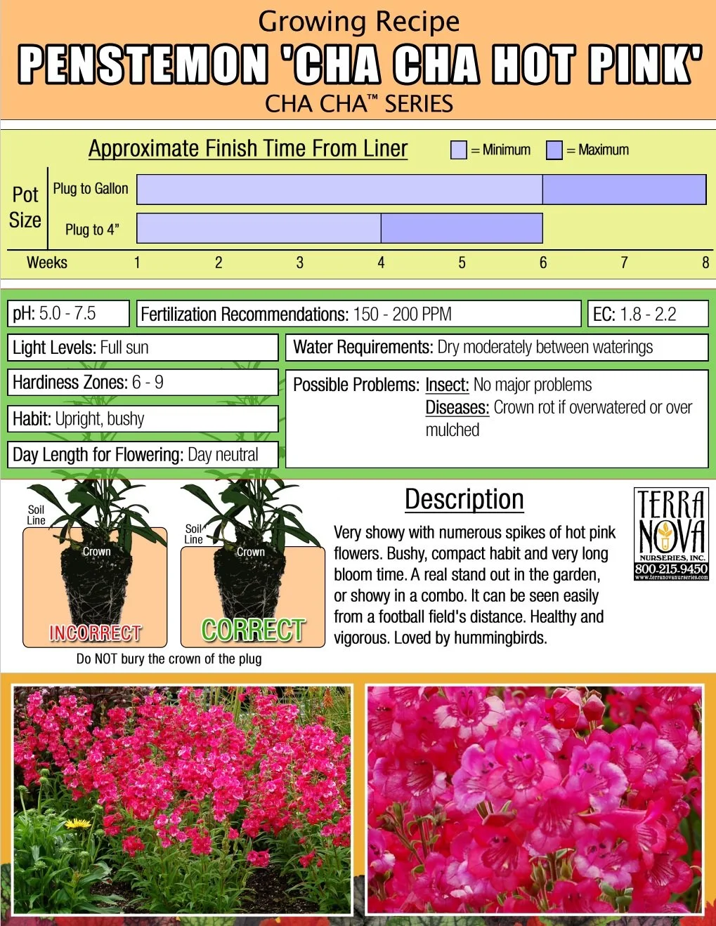 Penstemon Cha Cha Hot Pink