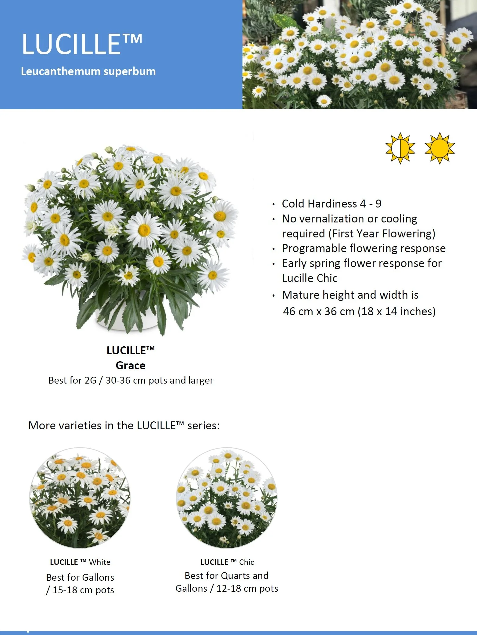 Leucanthemum Lucille™