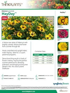 Helenium HayDay™