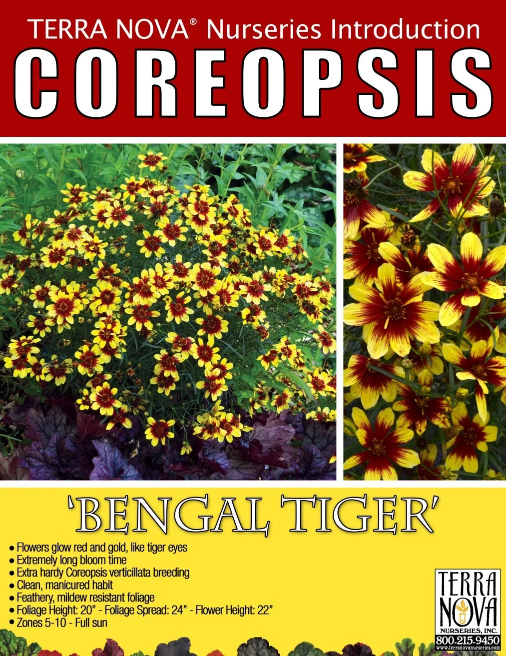 Coreopsis Bengal Tiger
