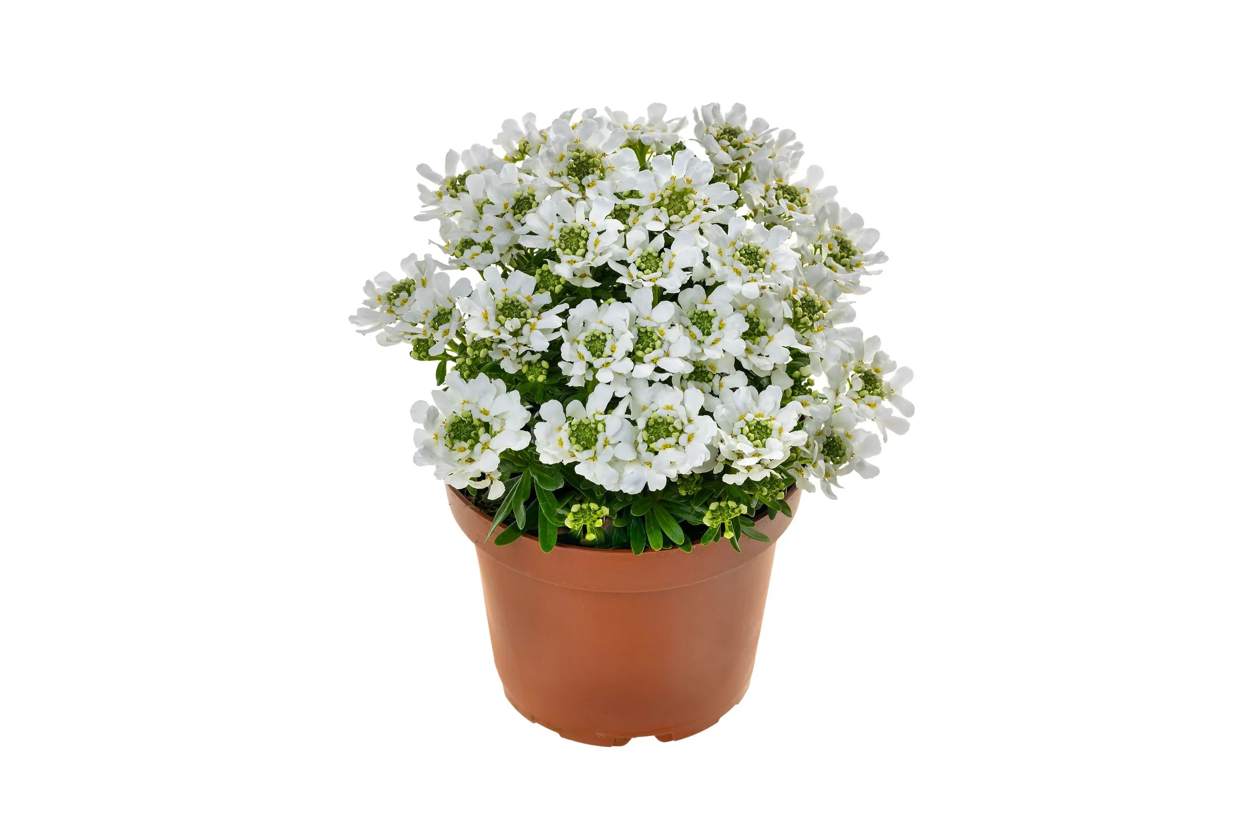 Iberis sempervirens Snow Dome™