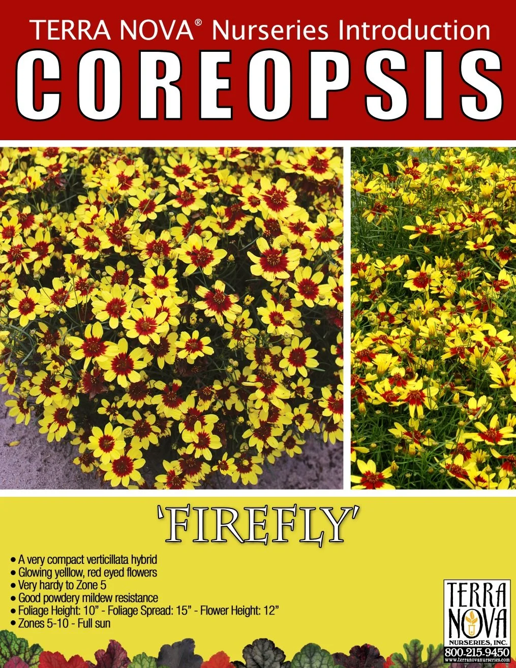 Coreopsis Firefly