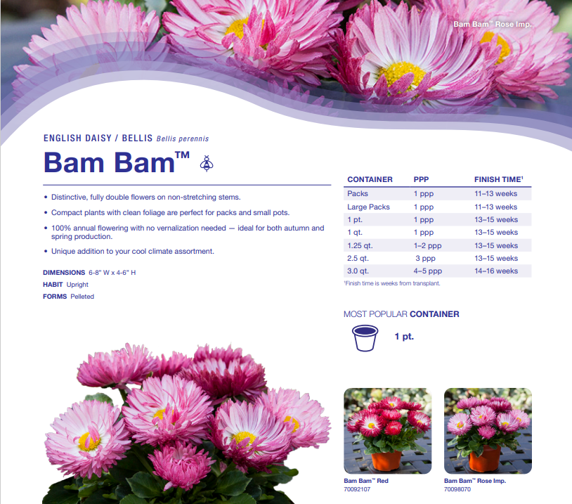 Bellis Bam Bam™