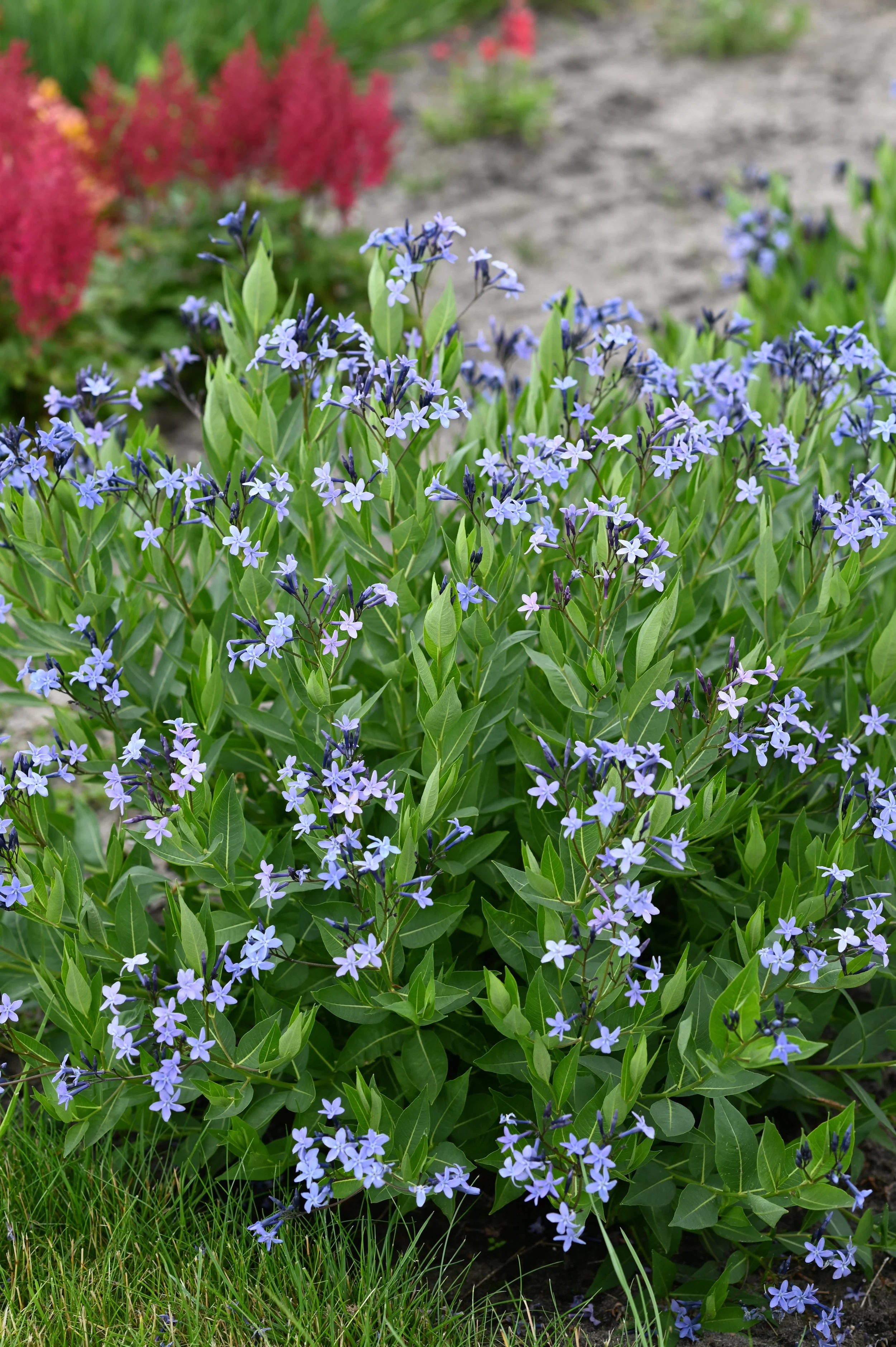 Amsonia Blue Ice 2021a.JPG