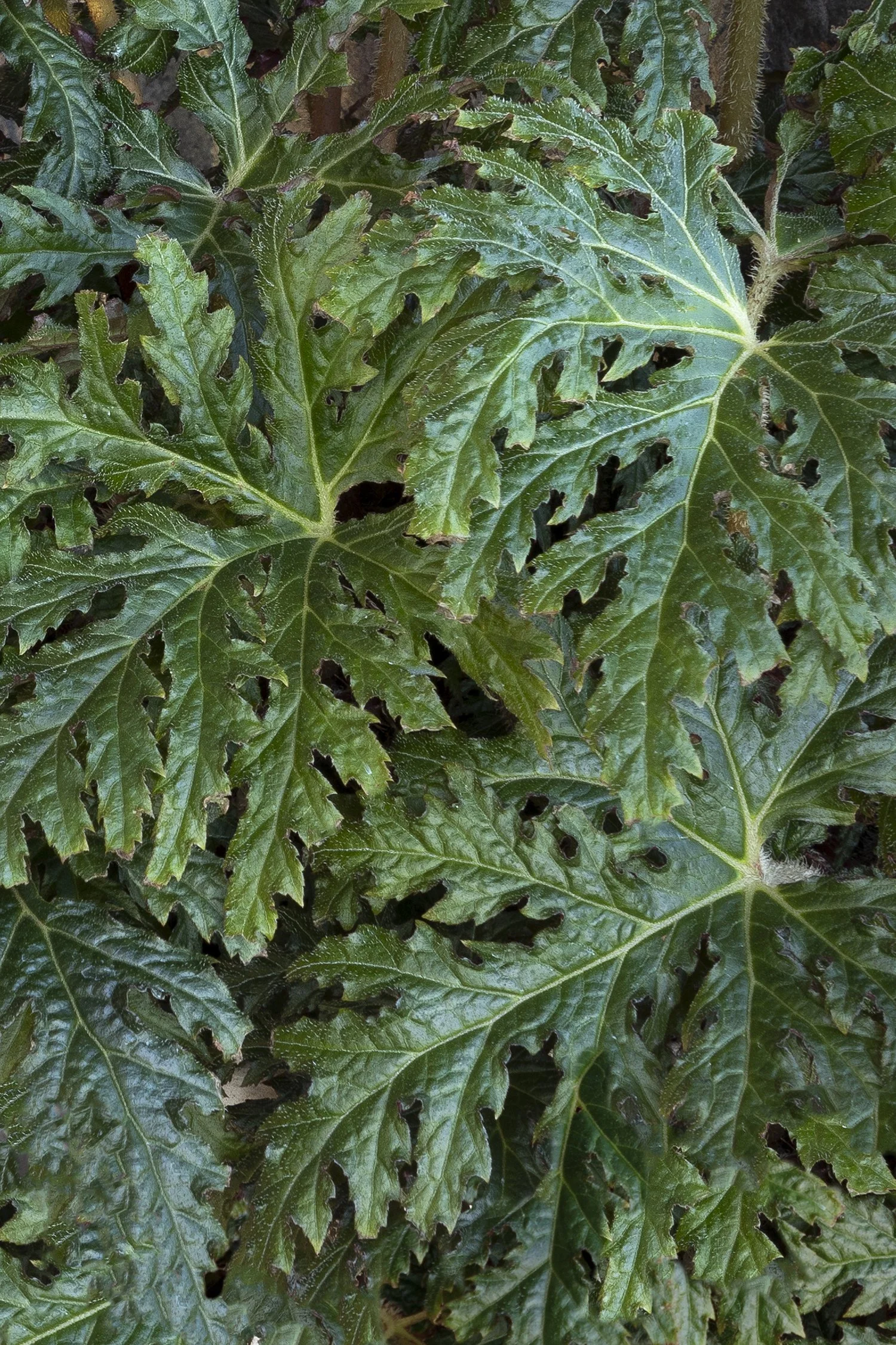 Begonia Tectonic® Eruption