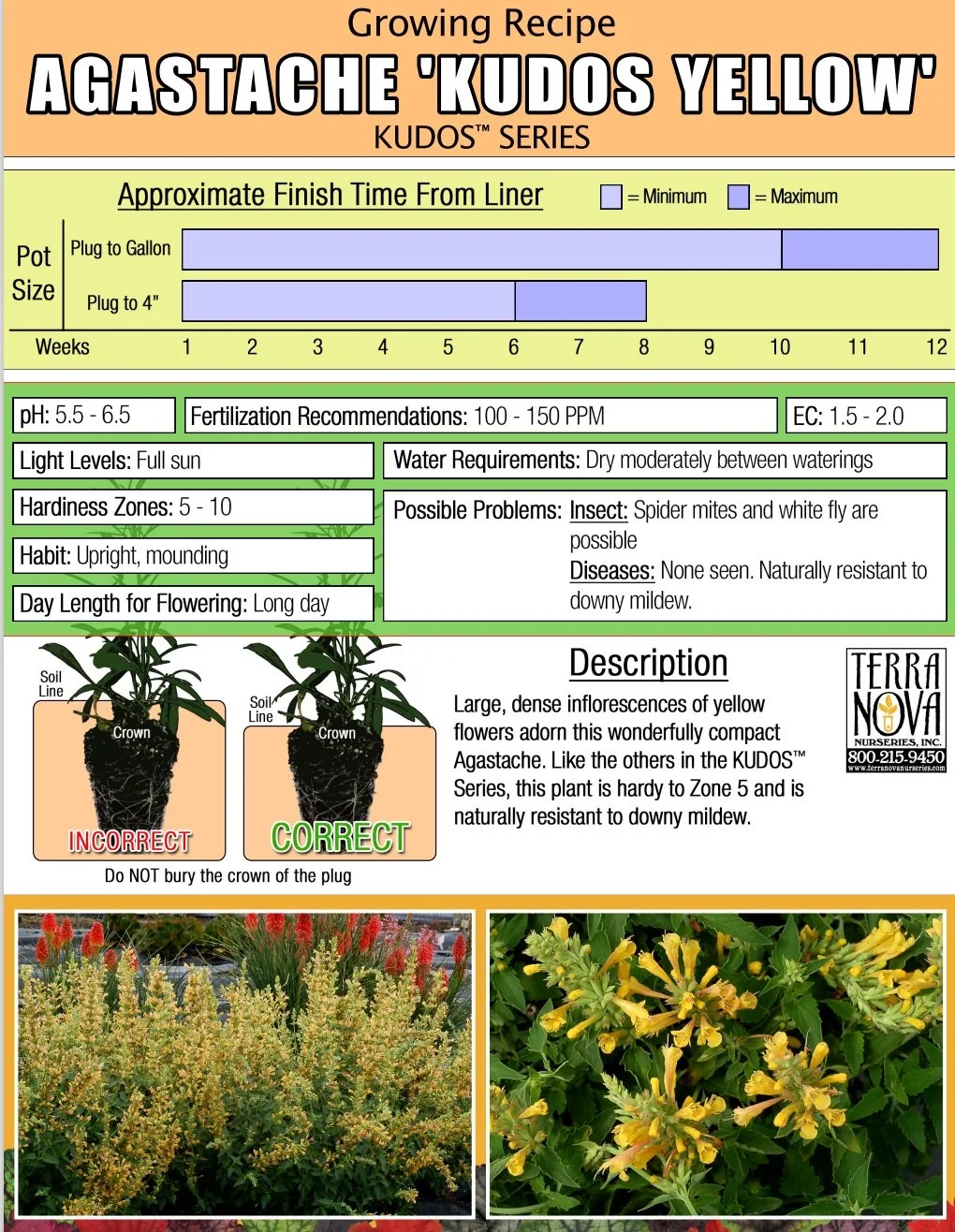 Agastache Kudos™  Yellow