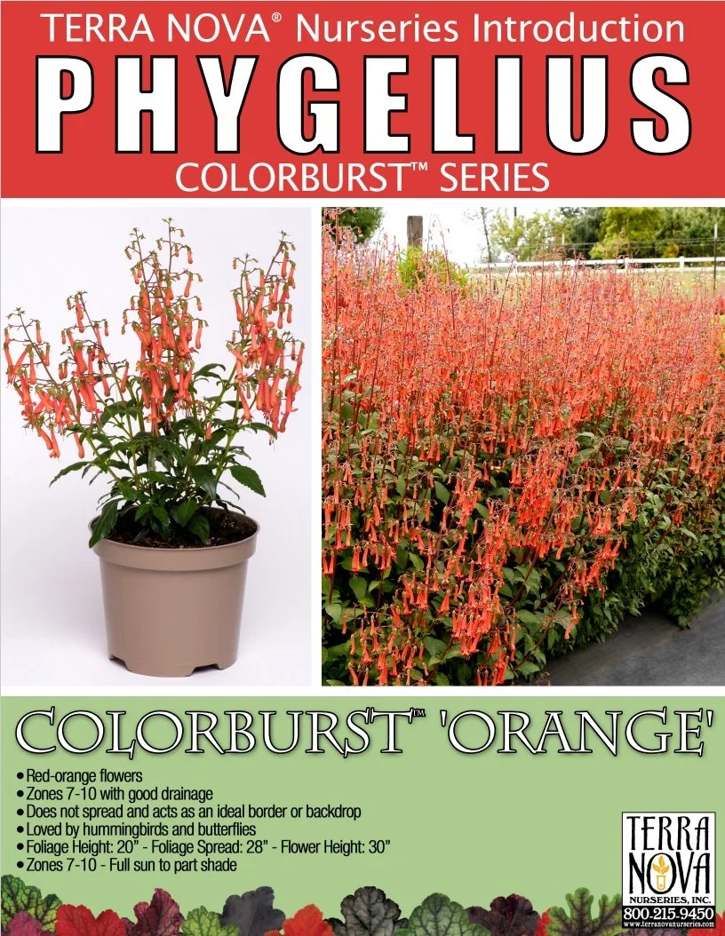 Phygelius Colorburst™ Orange